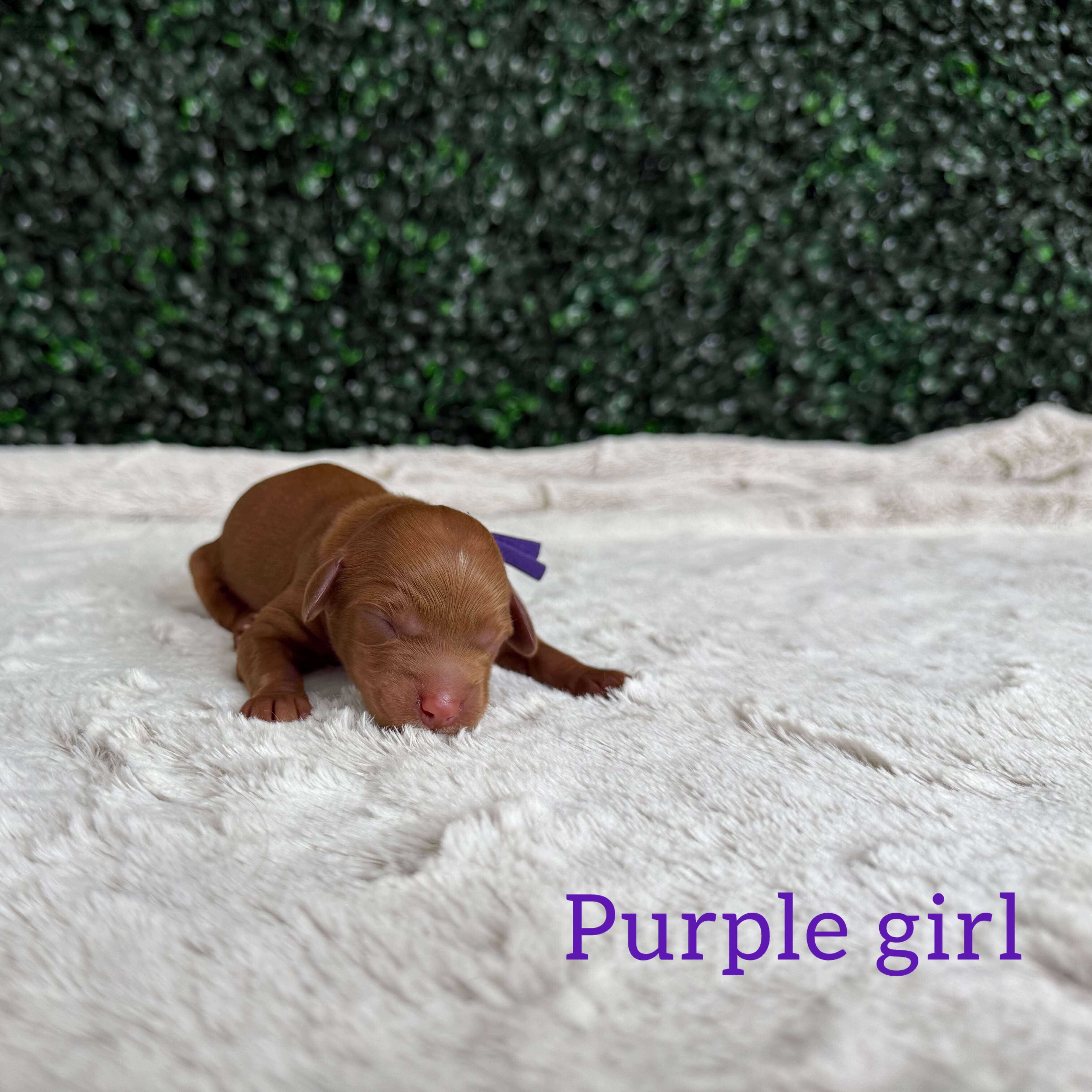 Purple Girl Australian Goldendoodle (IT)