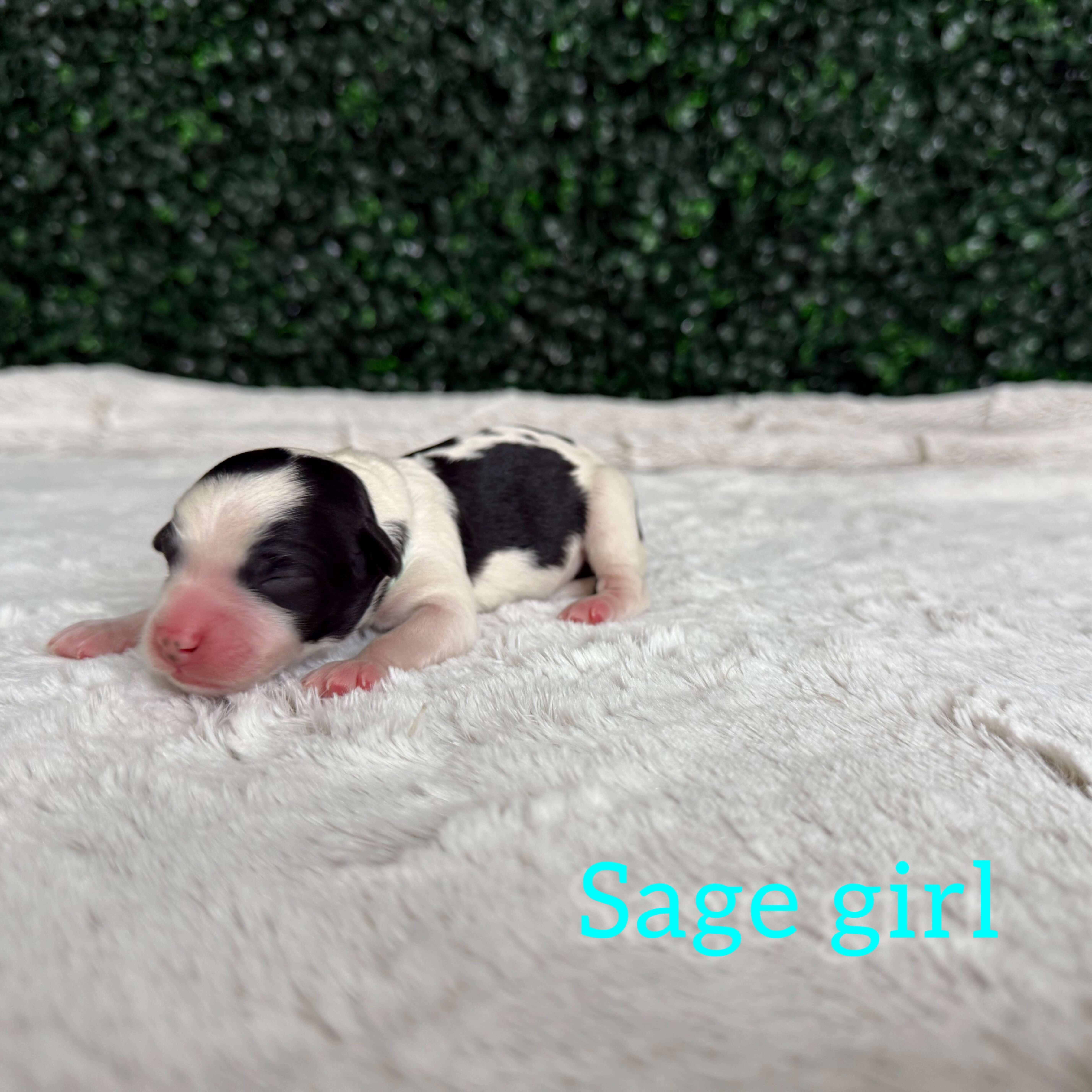 Sage Girl Australian Goldendoodle (IT)
