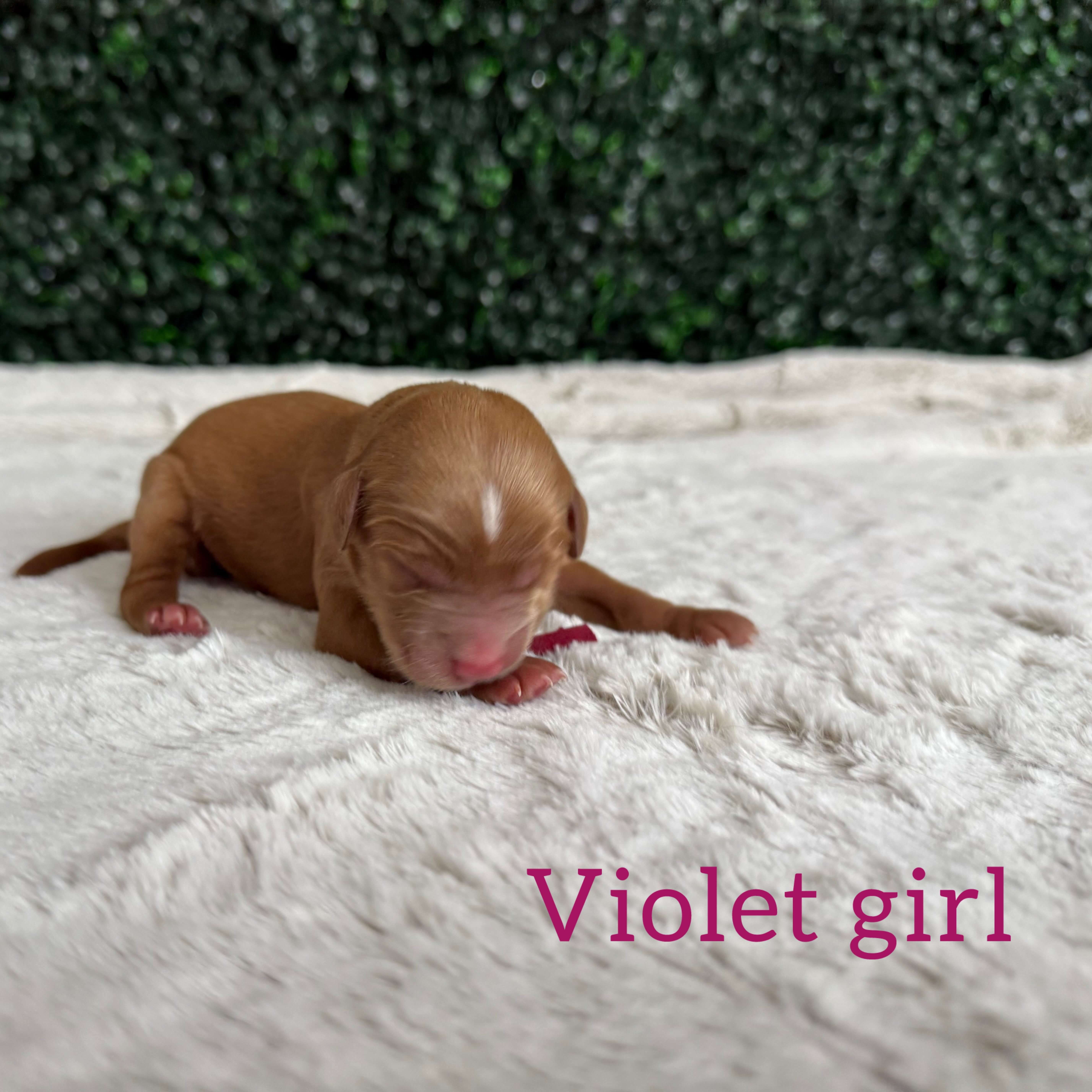 Violet Girl Australian Goldendoodle (IT)
