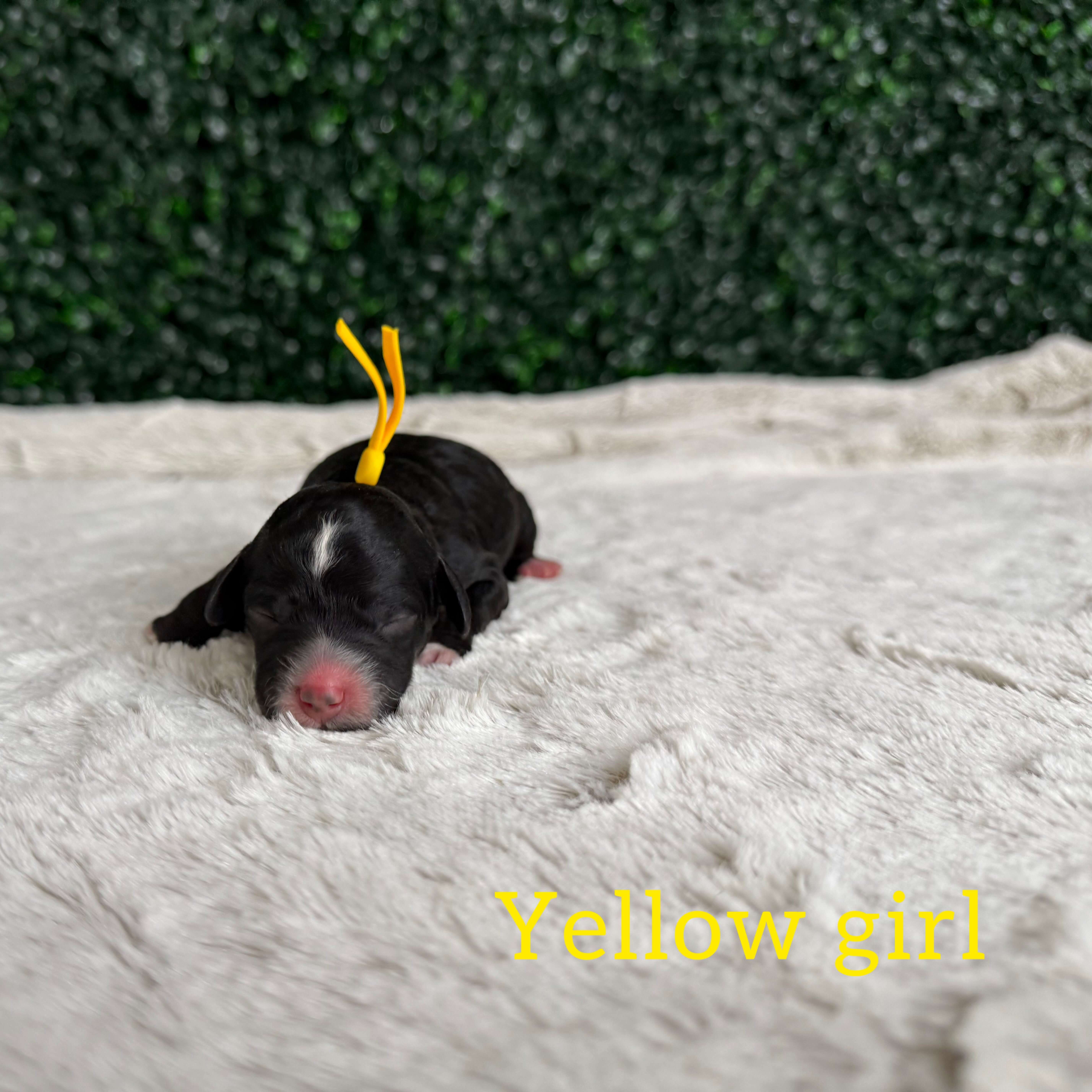 Yellow Girl Australian Goldendoodle (IT)
