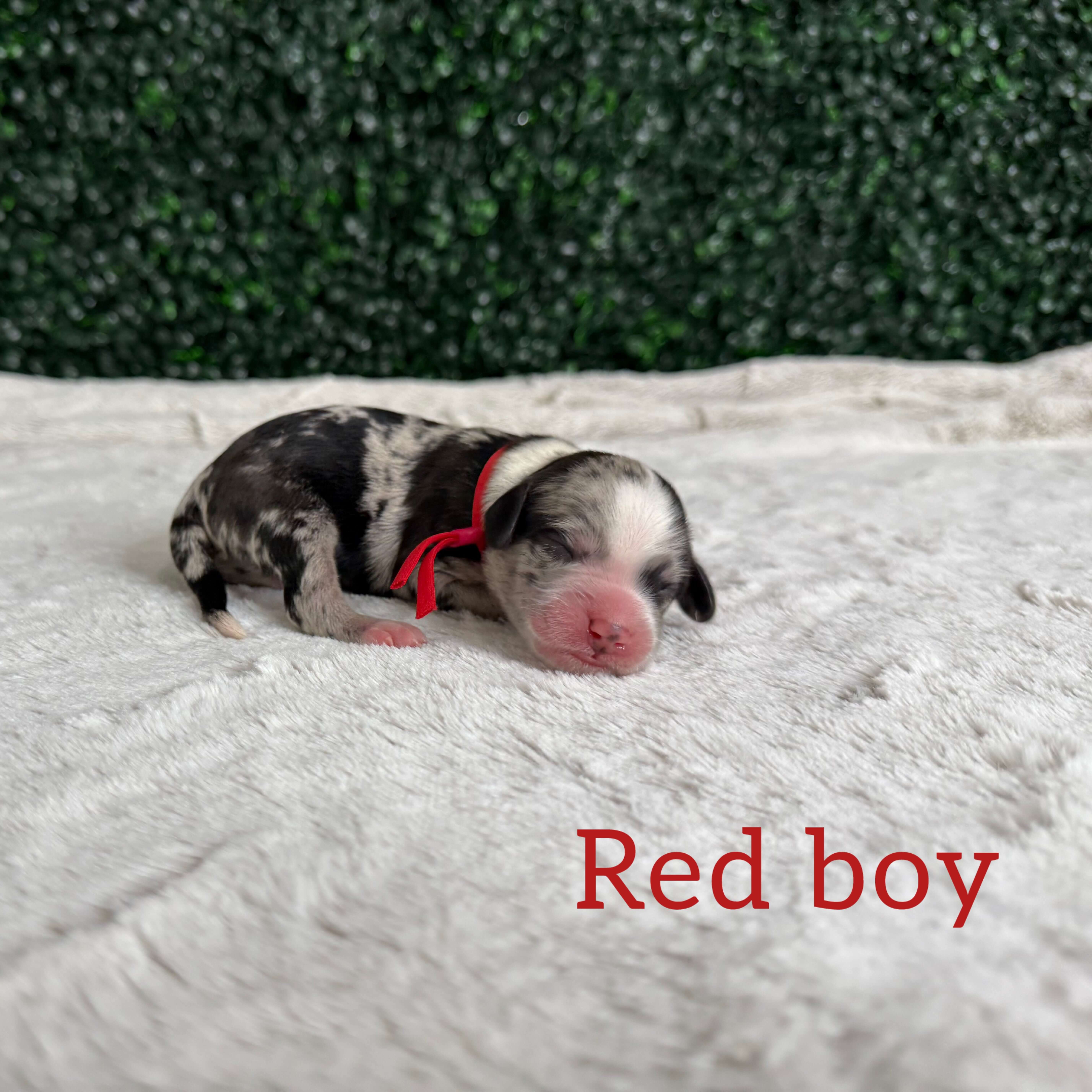 Red Boy Australian Goldendoodle (IT)