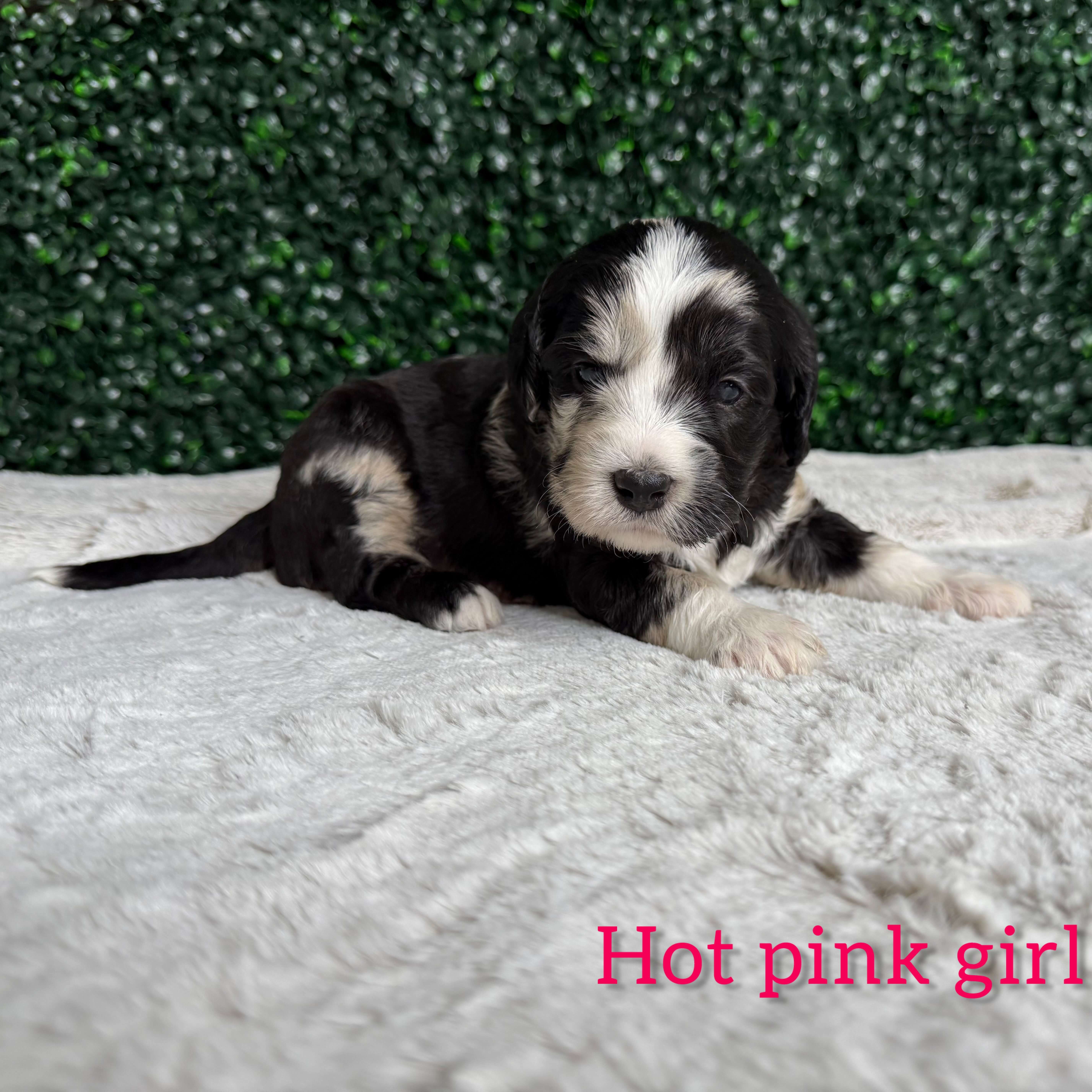 Hot Pink Girl Australian Goldendoodle (IC)
