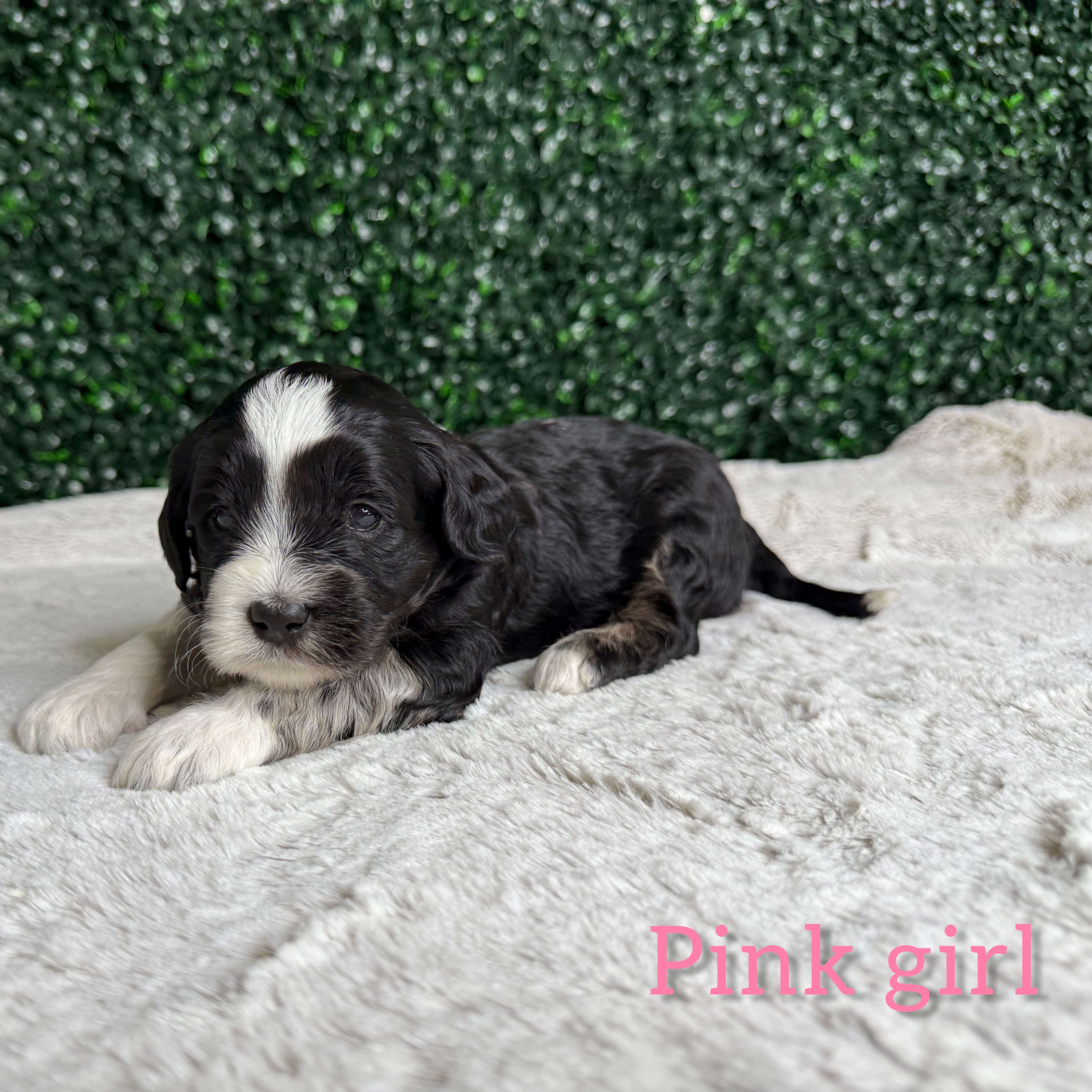 Pink Girl Australian Goldendoodle (IC)
