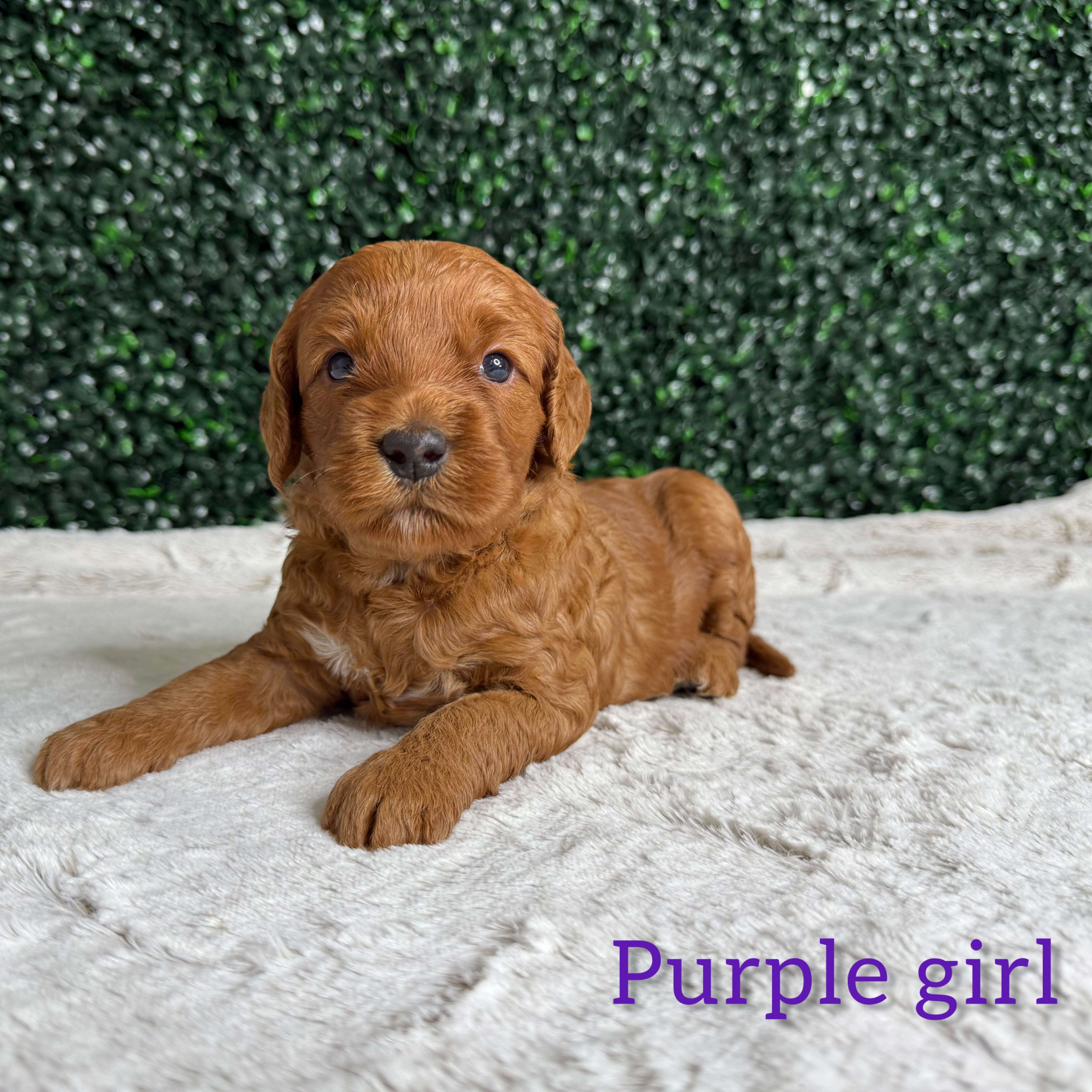 Purple Girl Australian Goldendoodle (IC)
