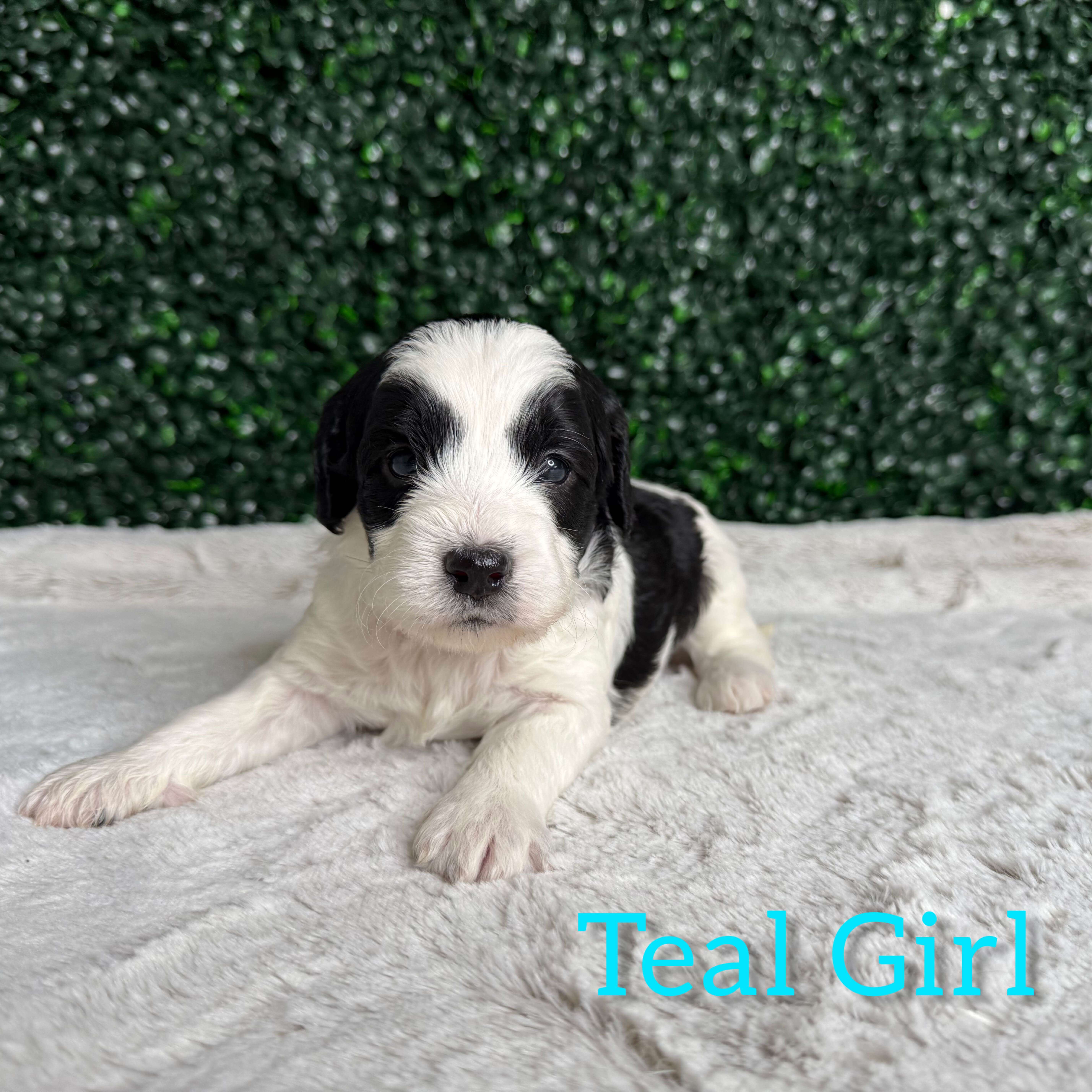 Teal Girl Australian Goldendoodle (IC)