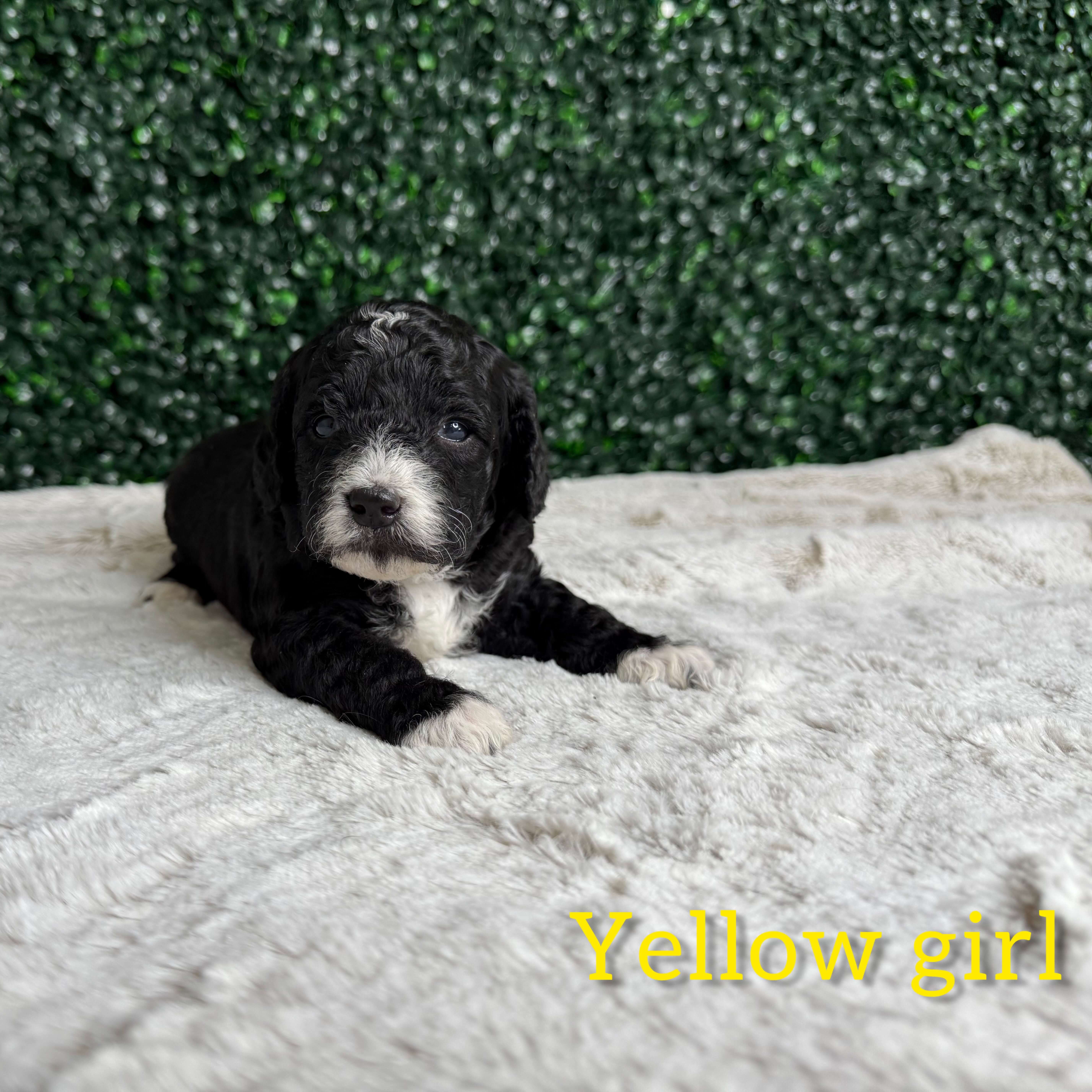 Yellow Girl Australian Goldendoodle (IC)