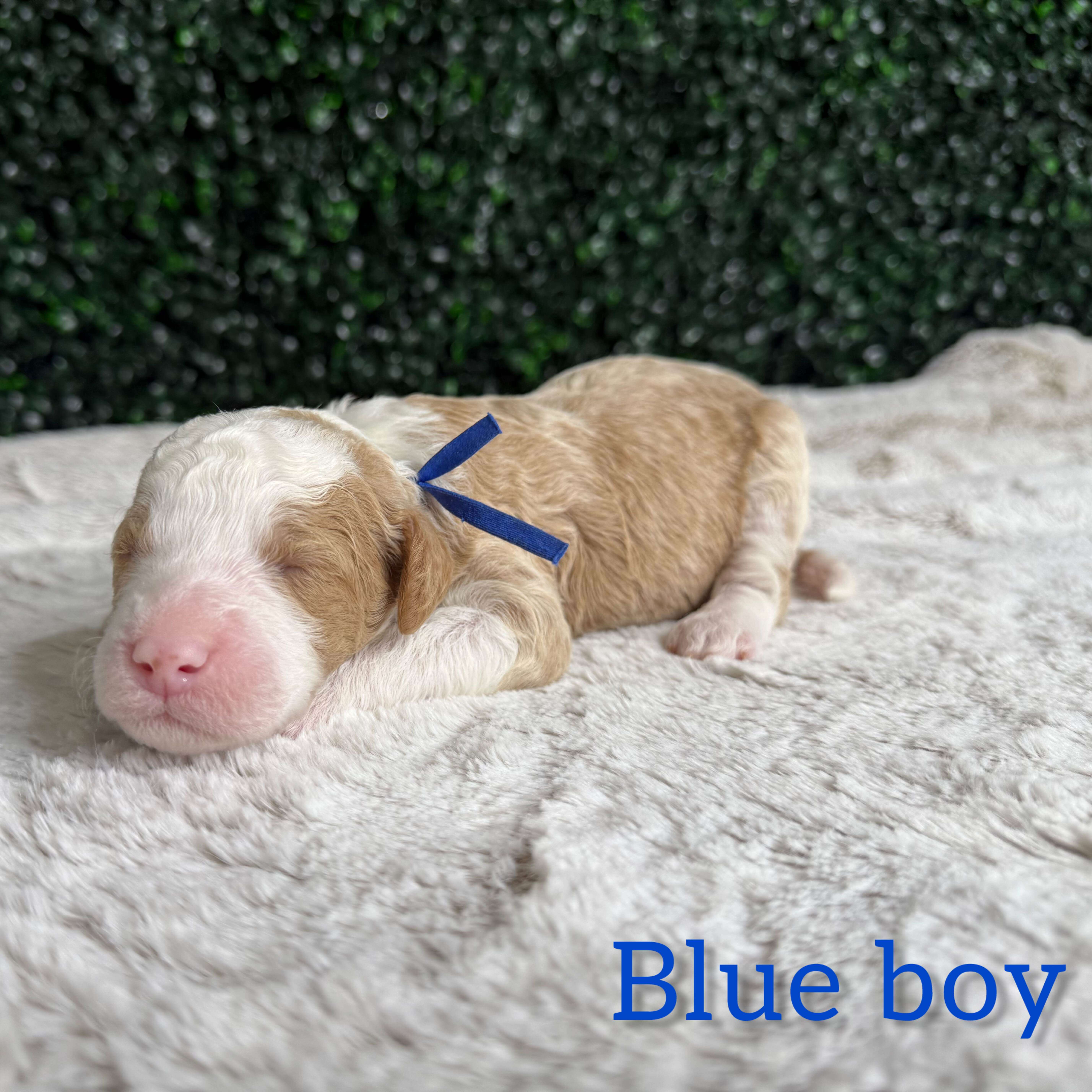 Blue Boy Australian Goldendoodle (MB)