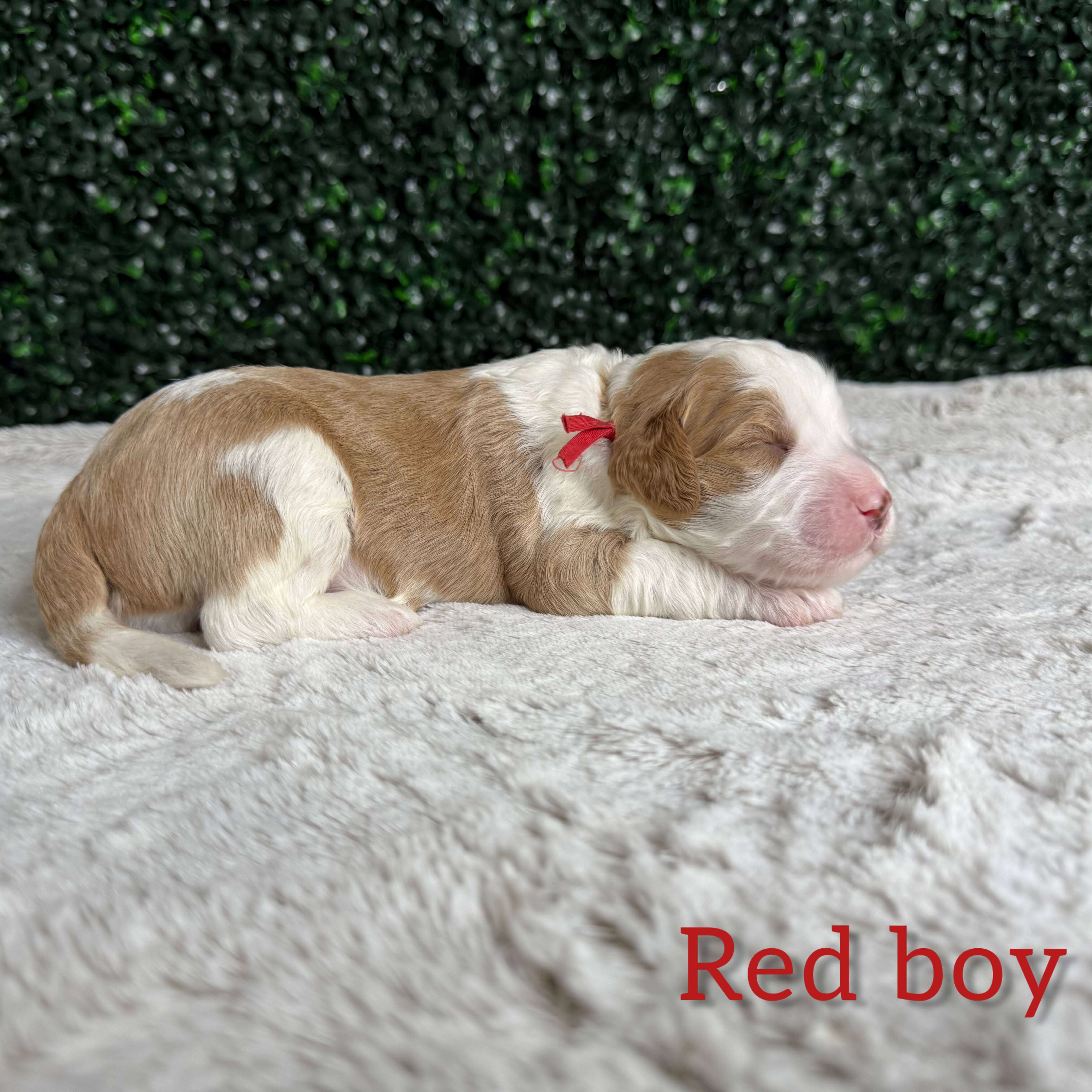Red Boy Australian Goldendoodle (MB)