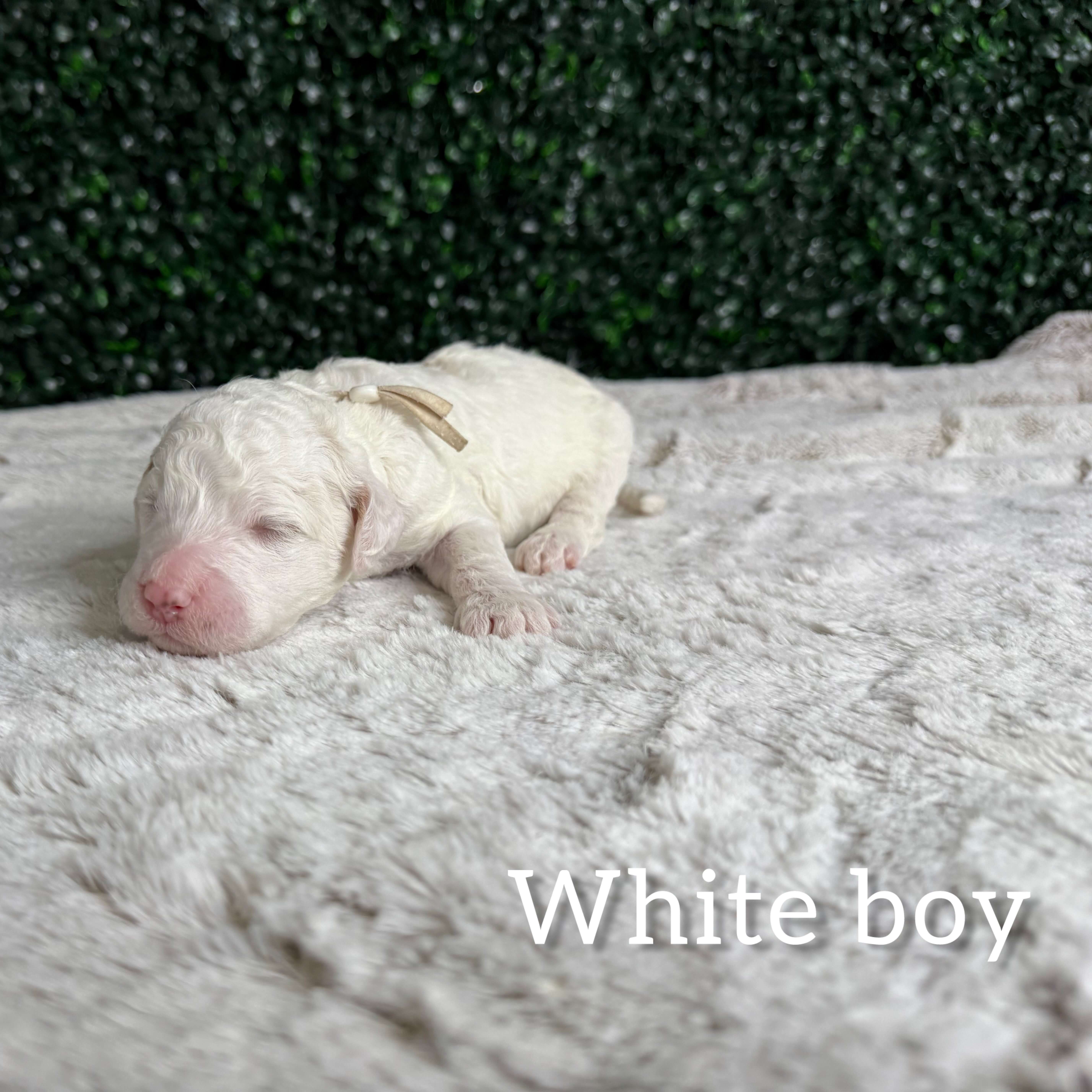 White Boy Australian Goldendoodle (MB)