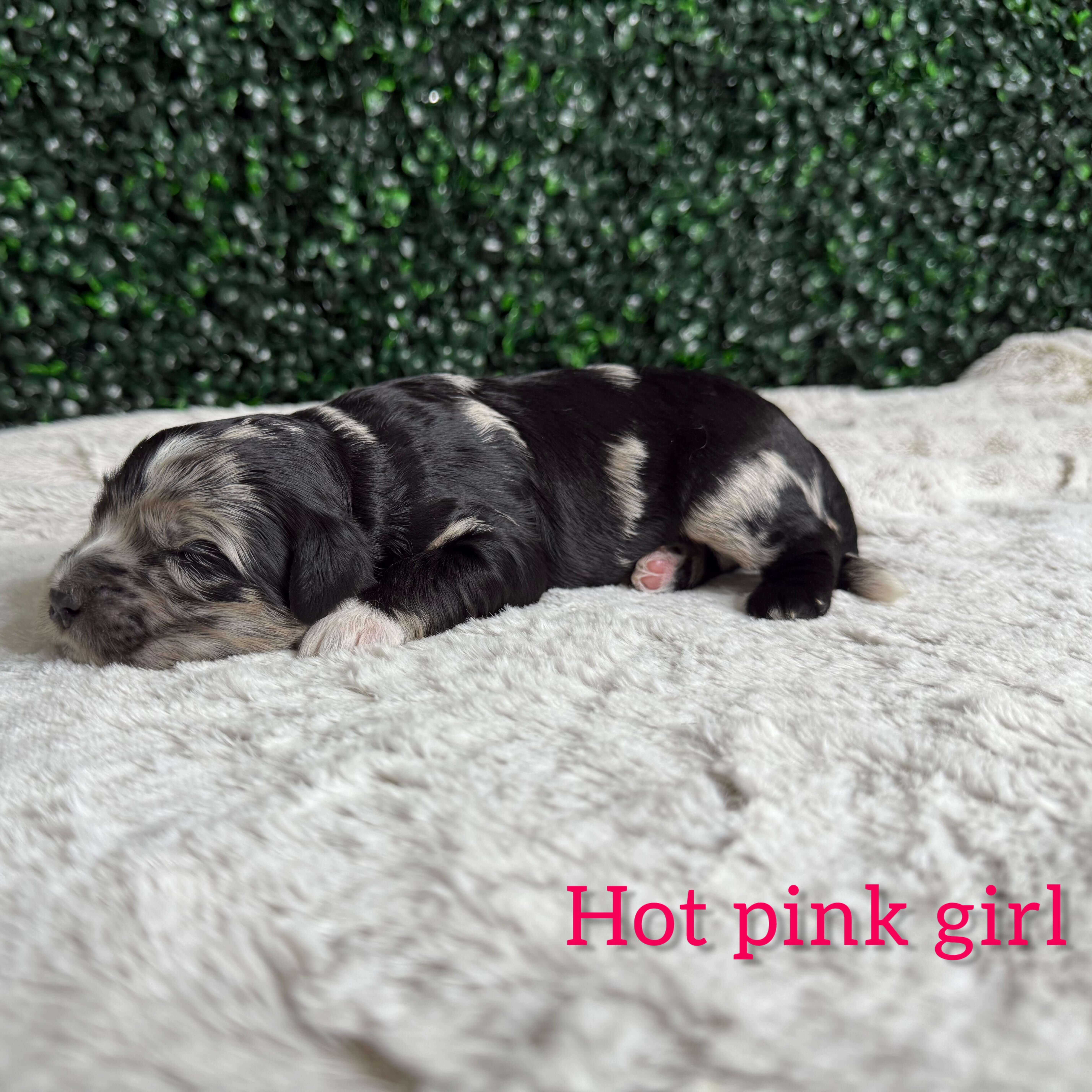 Hot Pink Girl Australian Goldendoodle (MB)