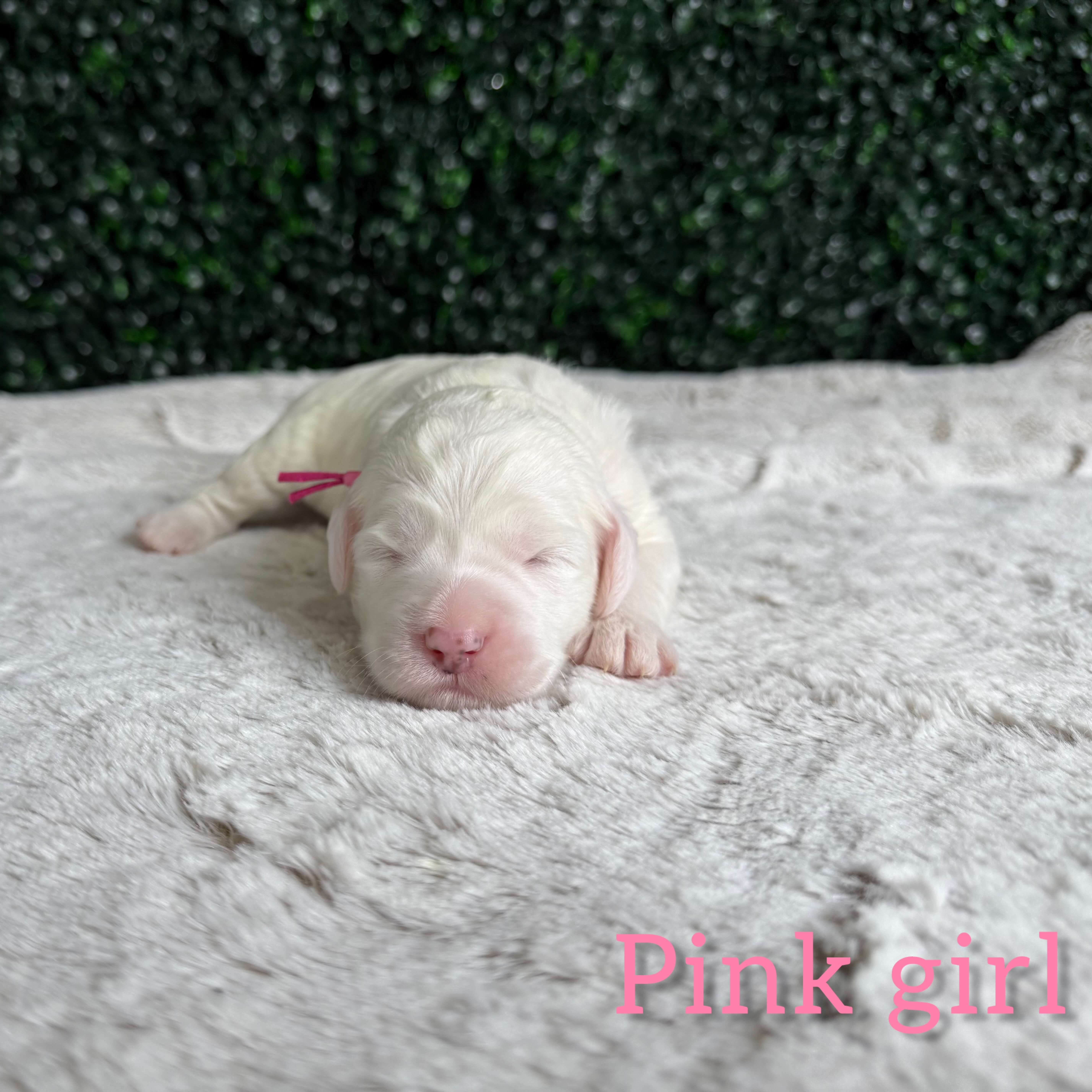 Pink Girl Australian Goldendoodle (MB)