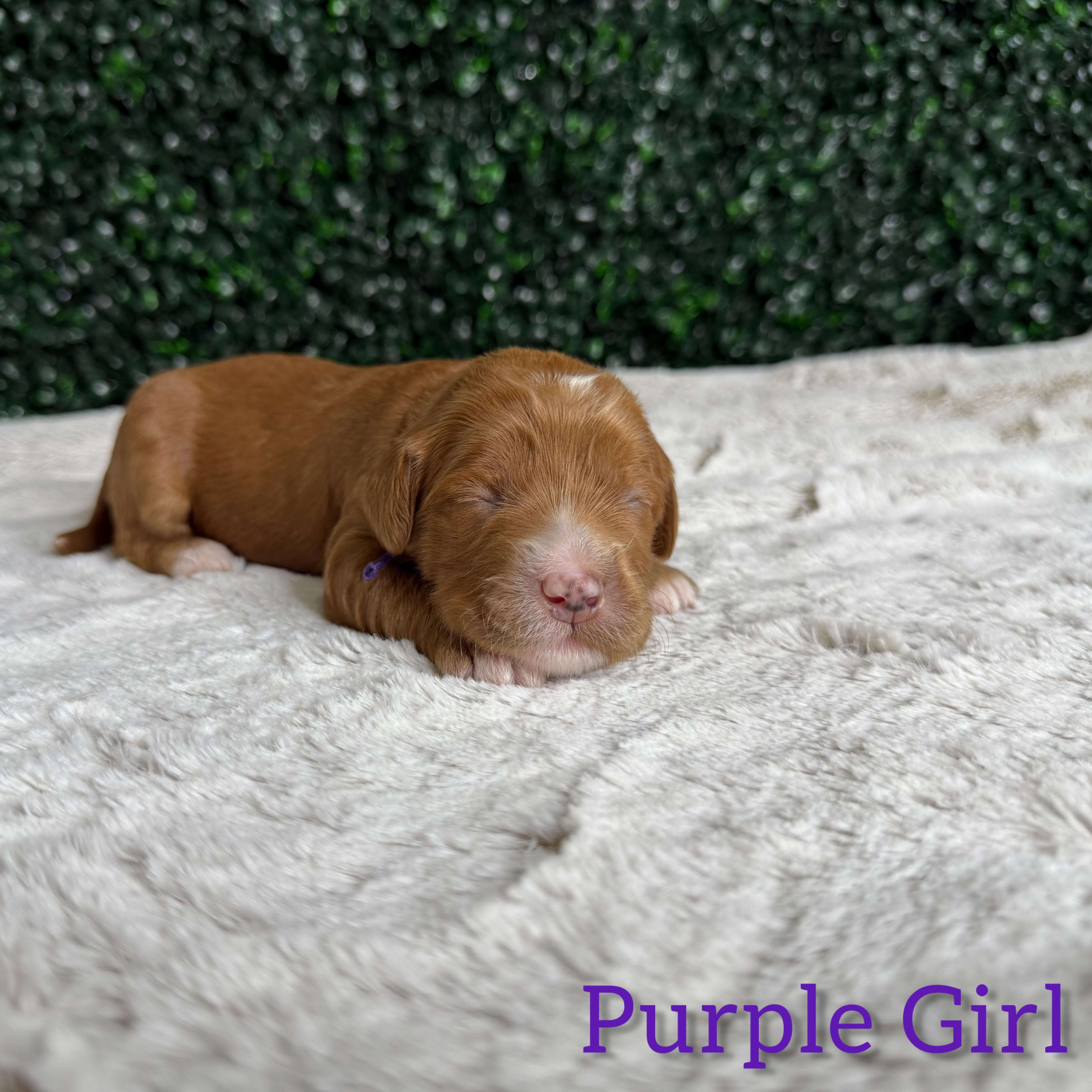 Mila+Bruno: Australian Goldendoodle