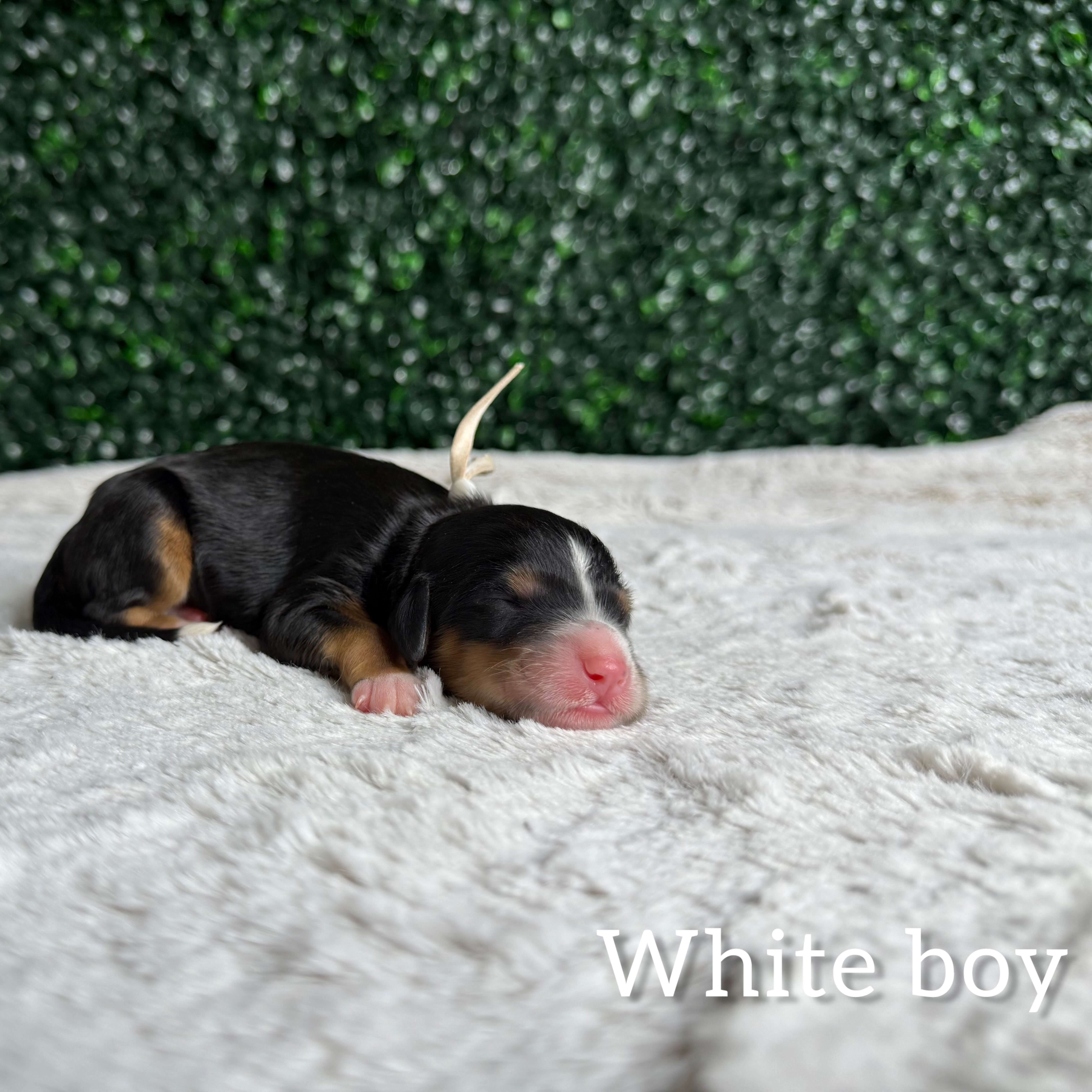 White Boy Bernedoodle (BB)