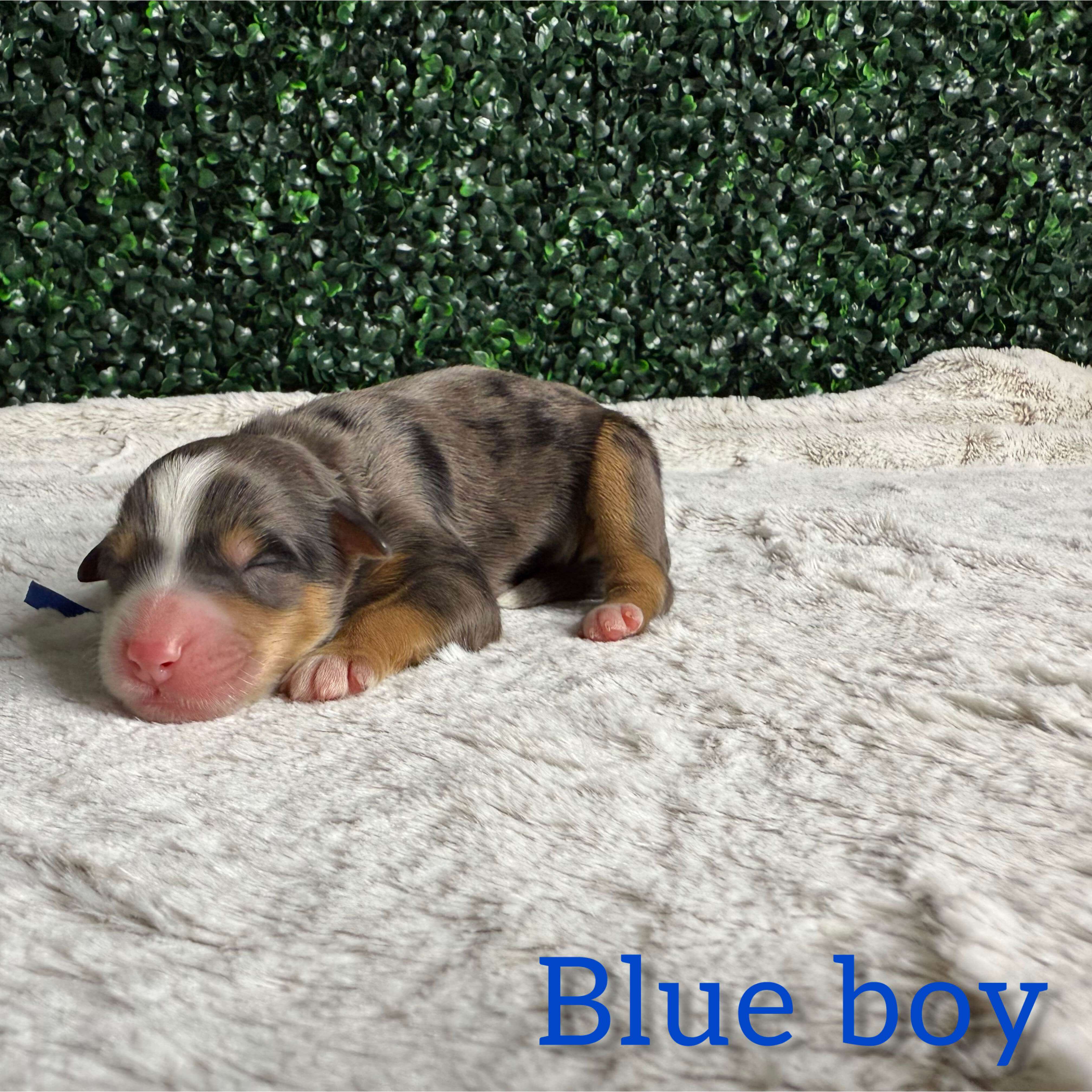 Blue Boy Bernedoodle (BB)