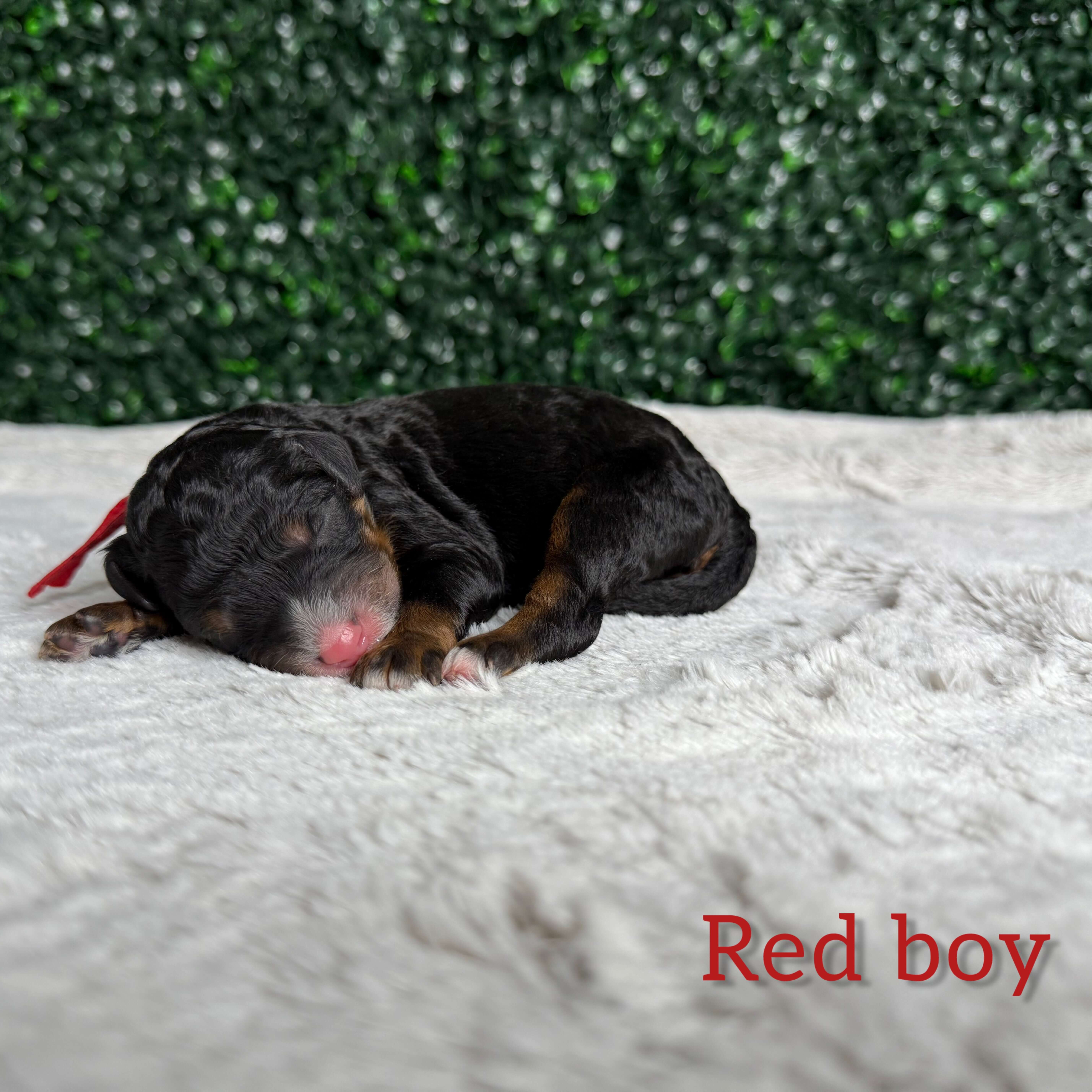 Red Boy Bernedoodle (BB)