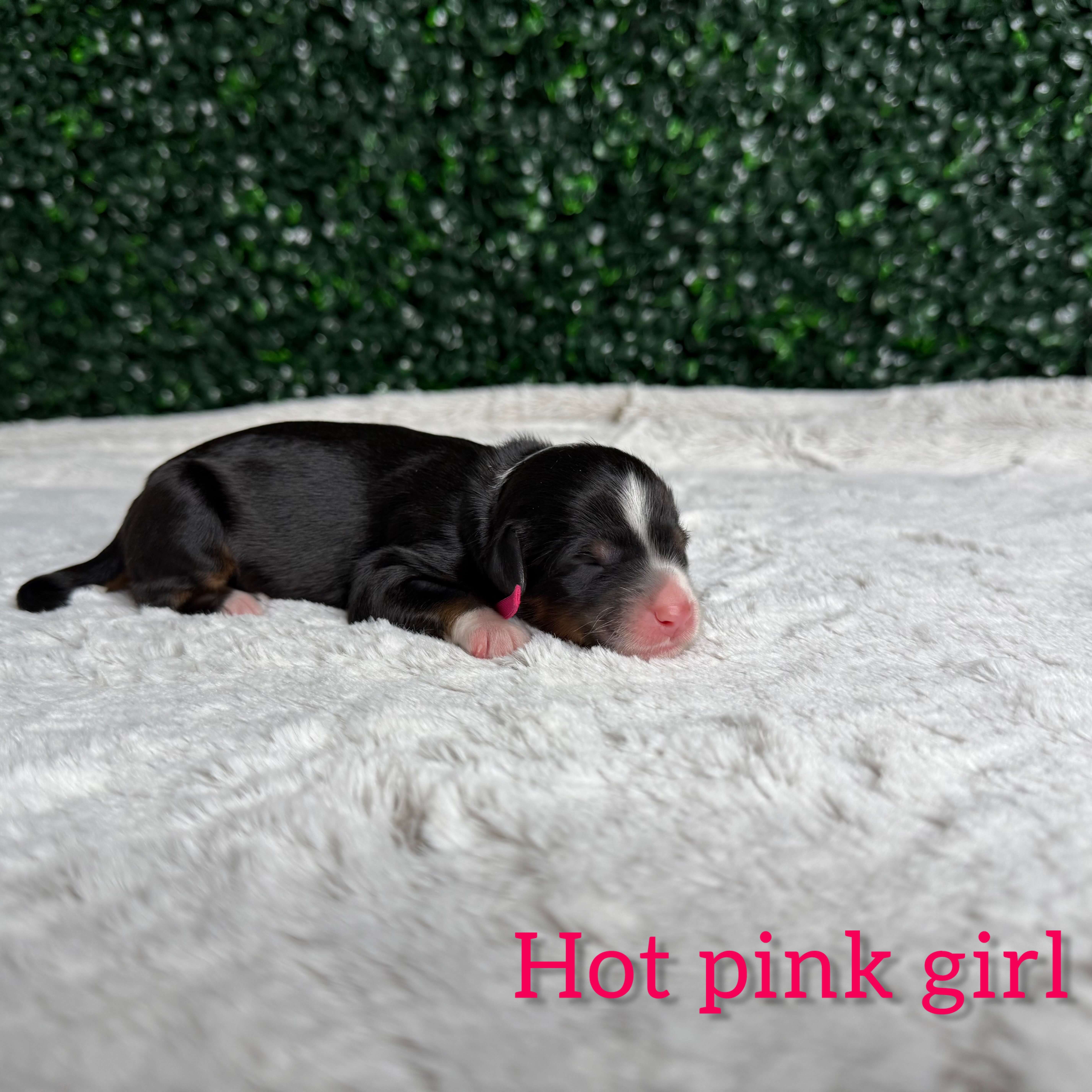 Hot Pink Girl Bernedoodle (BB)