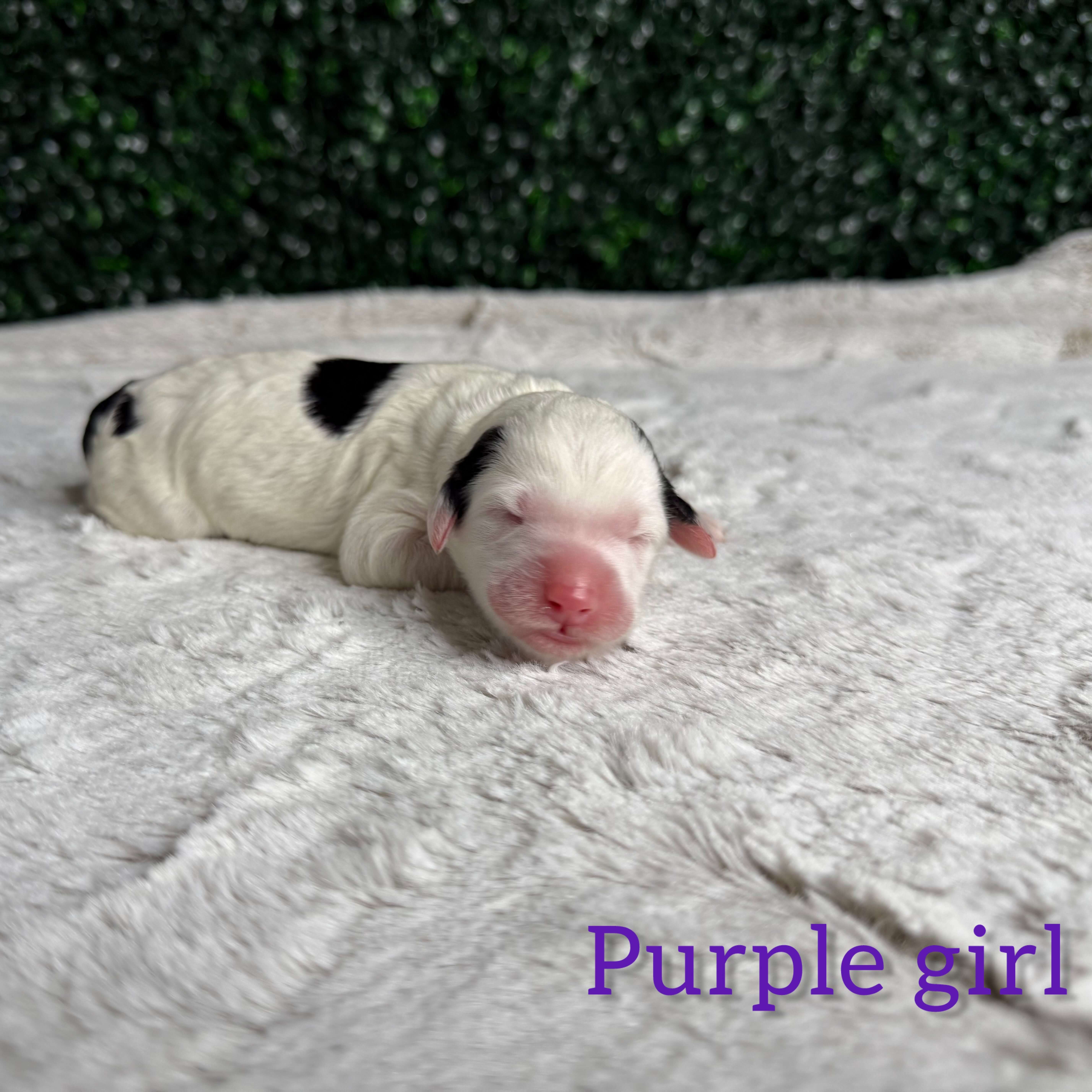 Purple Girl Bernedoodle (BB)