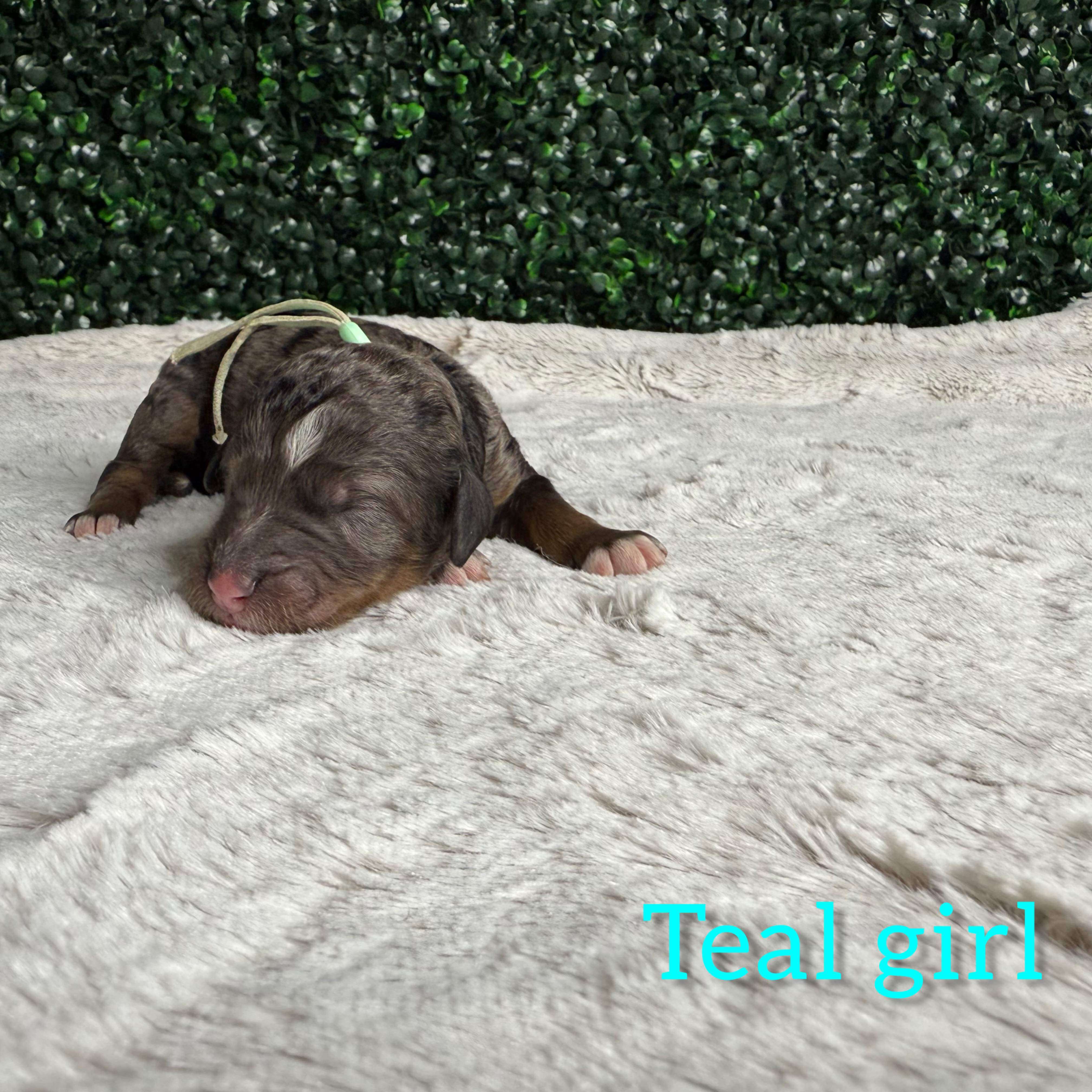 Teal Girl Bernedoodle (BB)