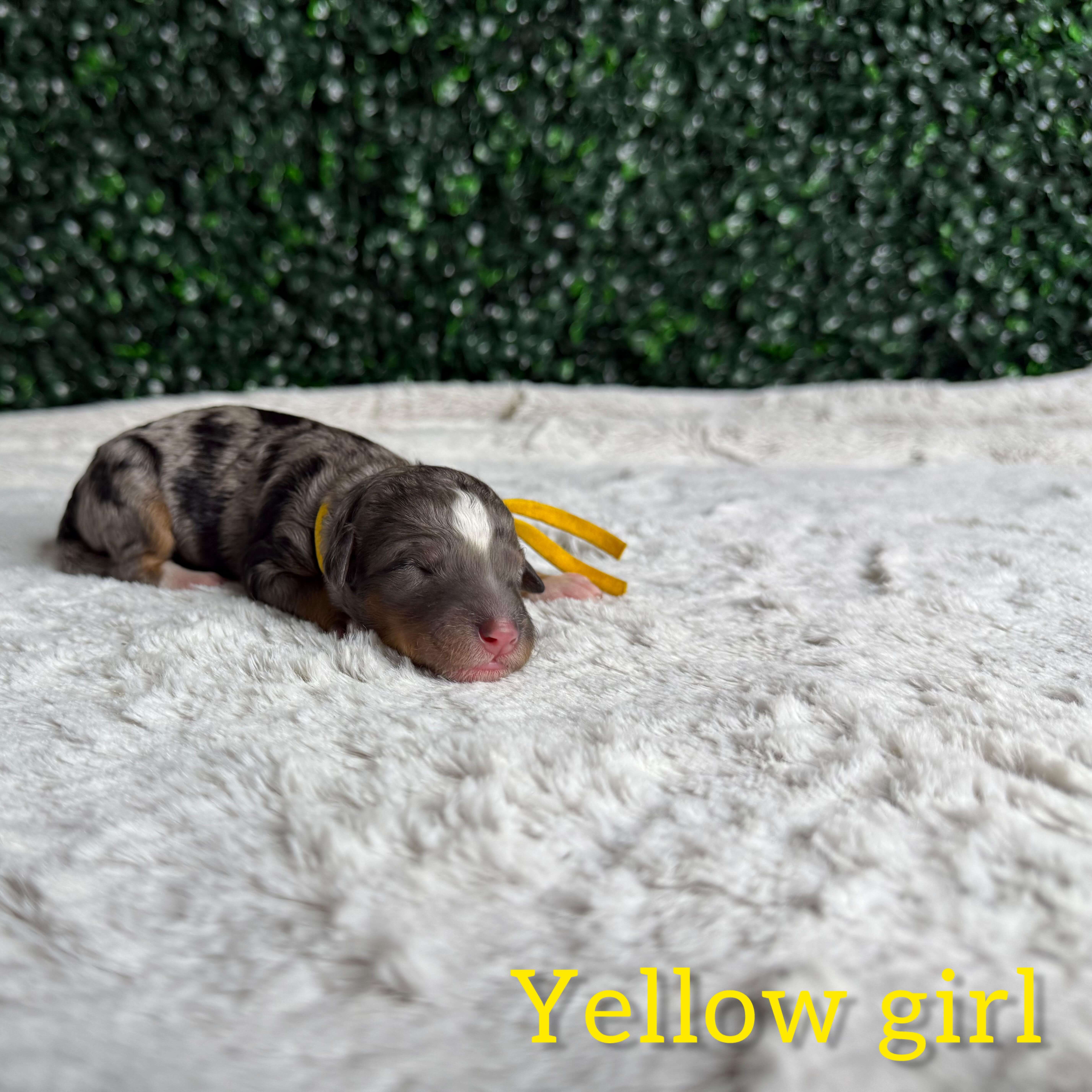 Yellow Girl Bernedoodle (BB)