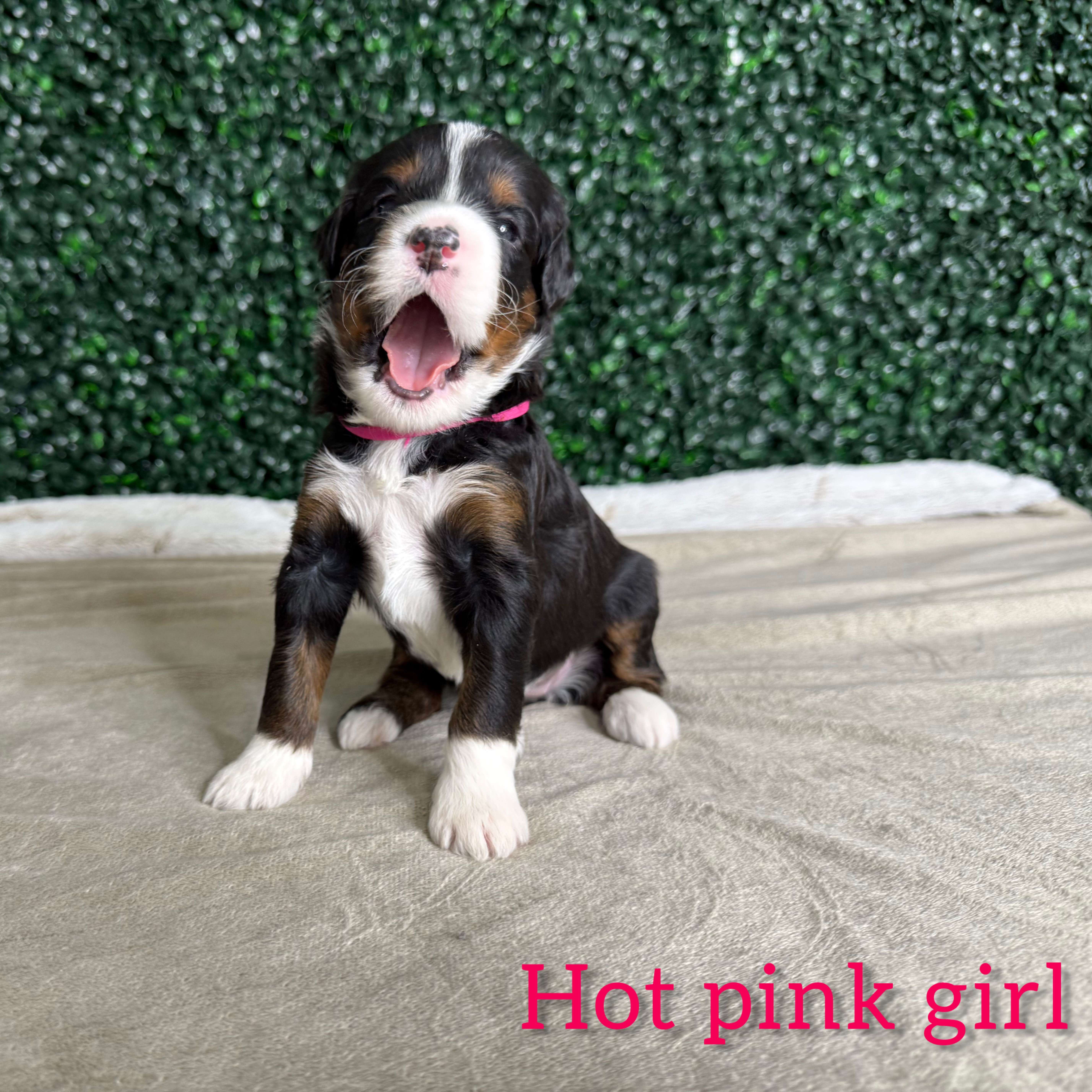 Hot Pink Girl Bernedoodle (BB)
