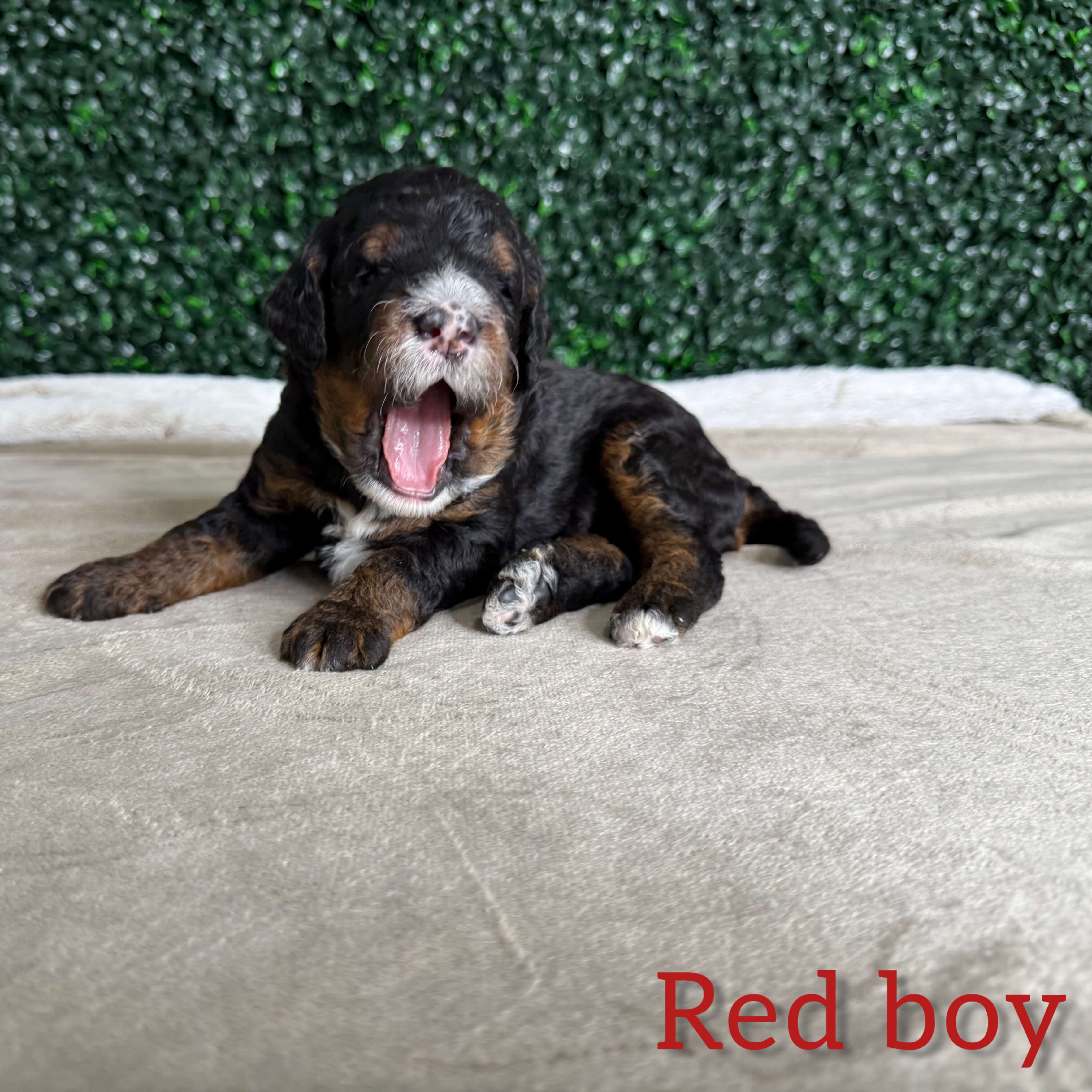 Red Boy Bernedoodle (BB)