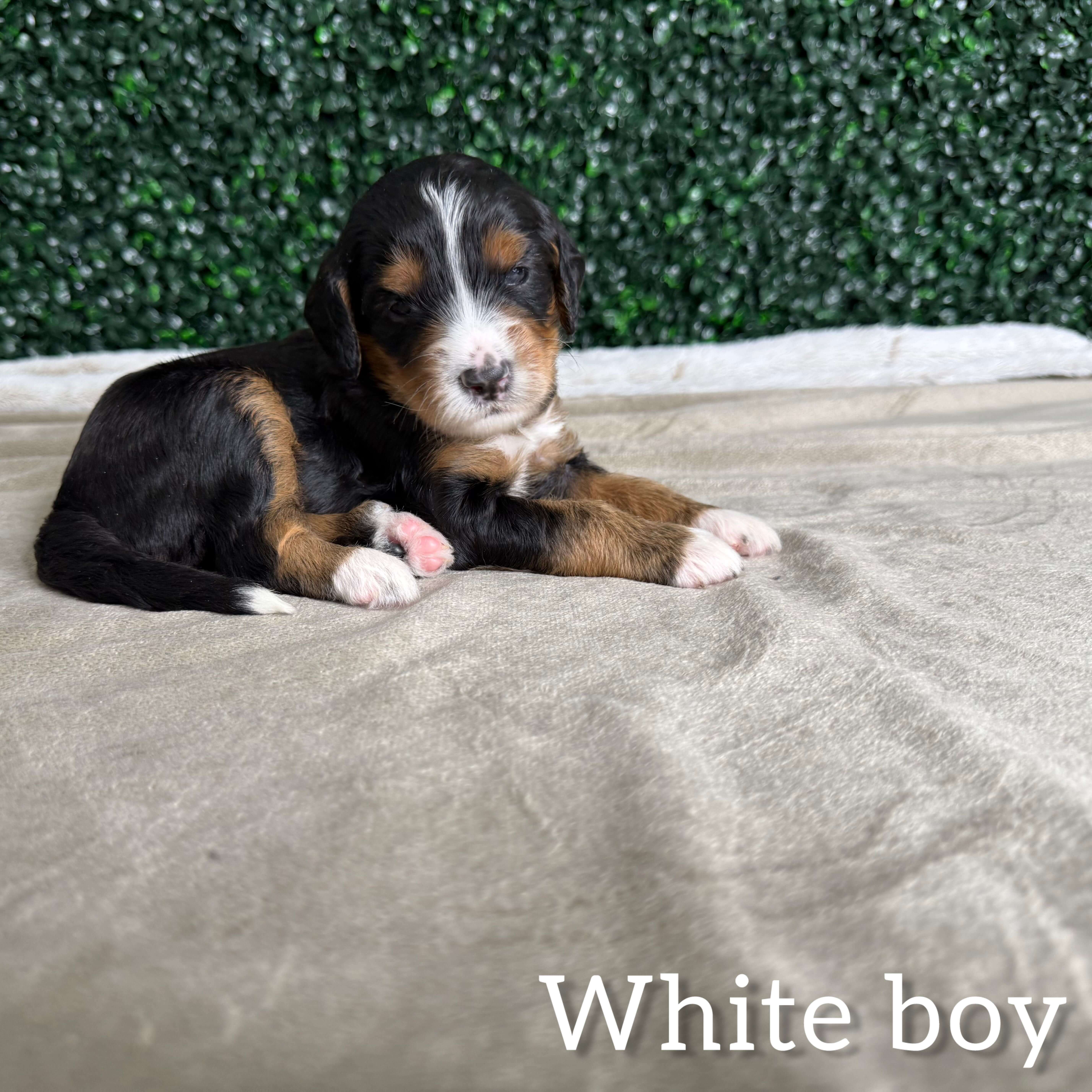 White Boy Bernedoodle (BB)