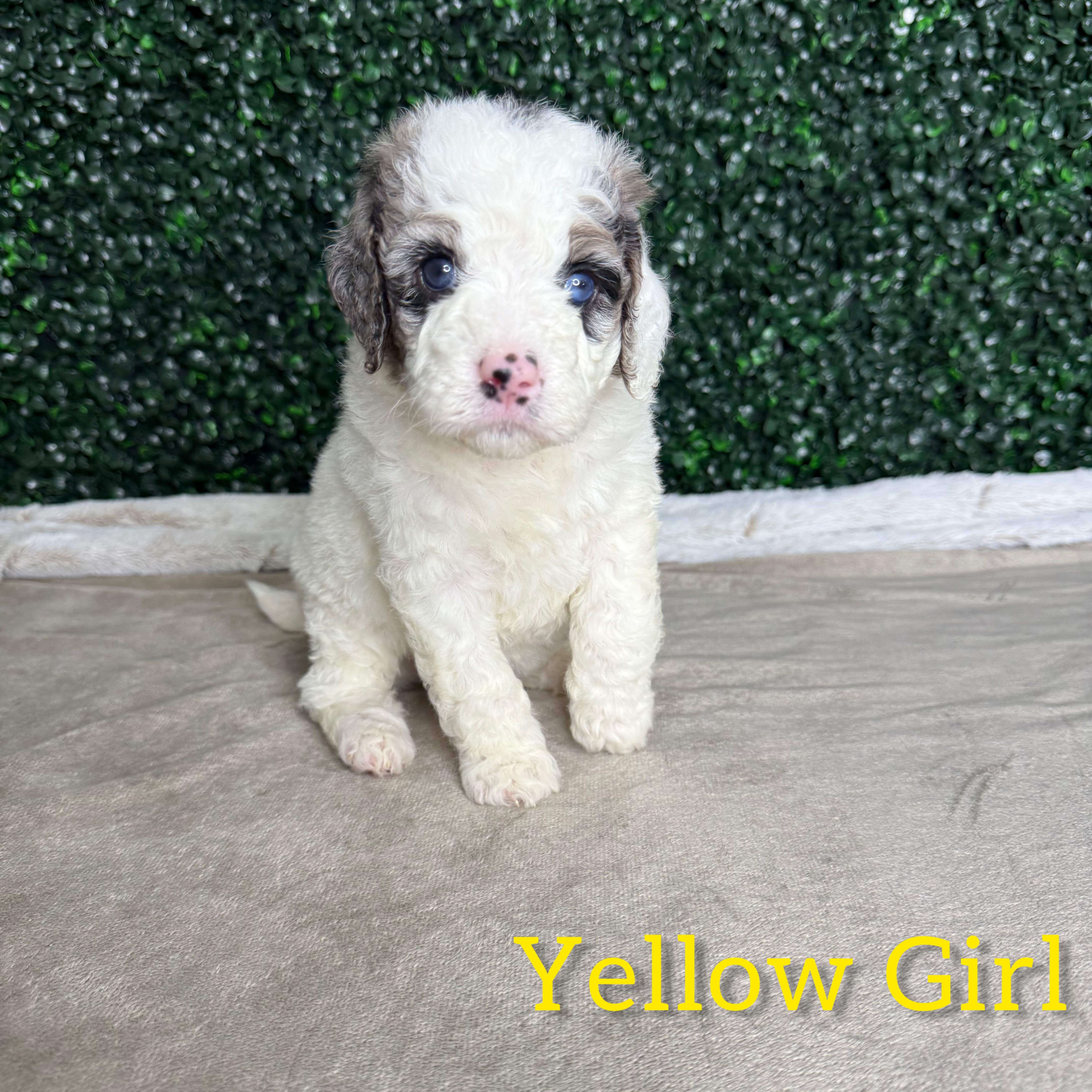 Yellow Girl Australian Goldendoodle (MB)