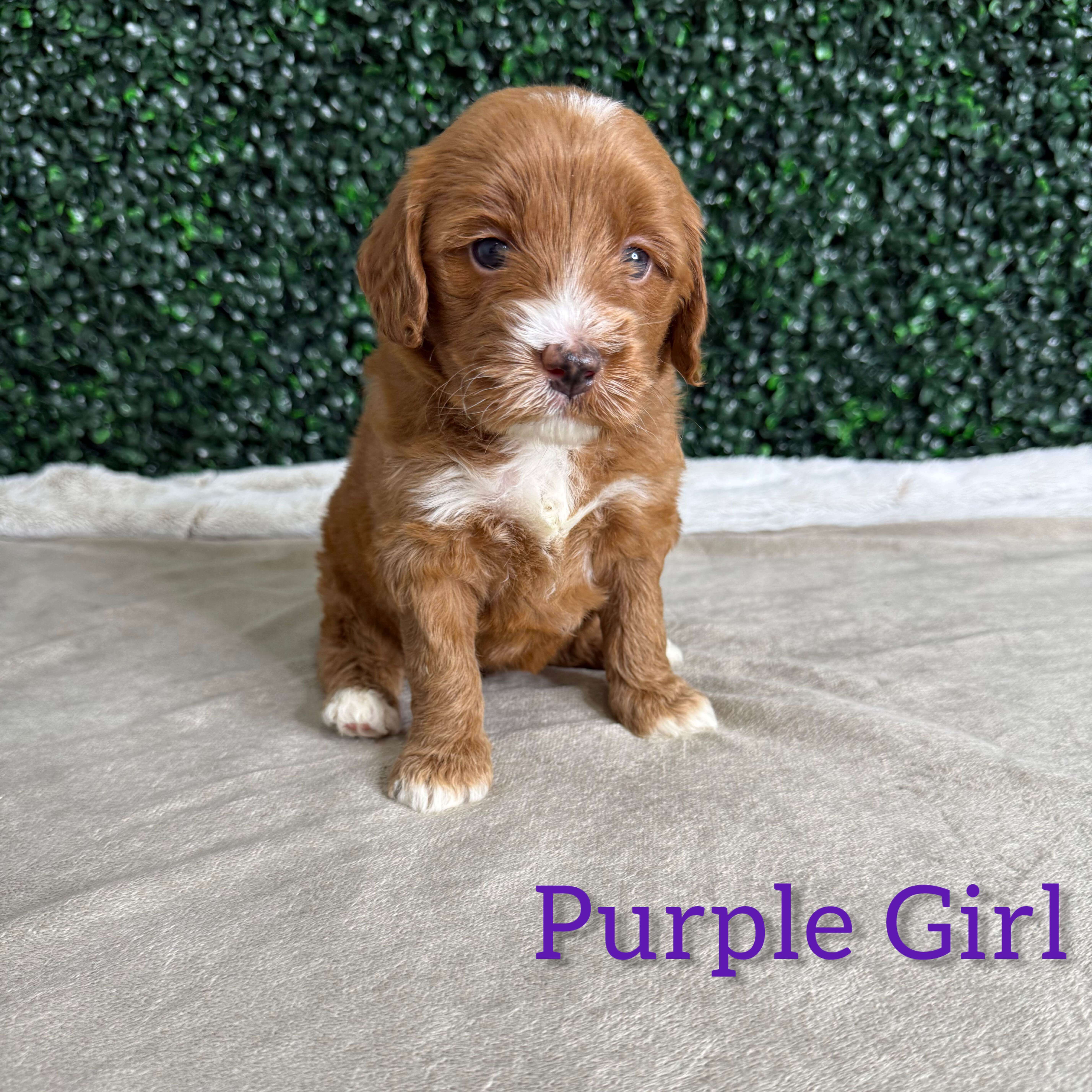 Purple Girl Australian Goldendoodle (MB)