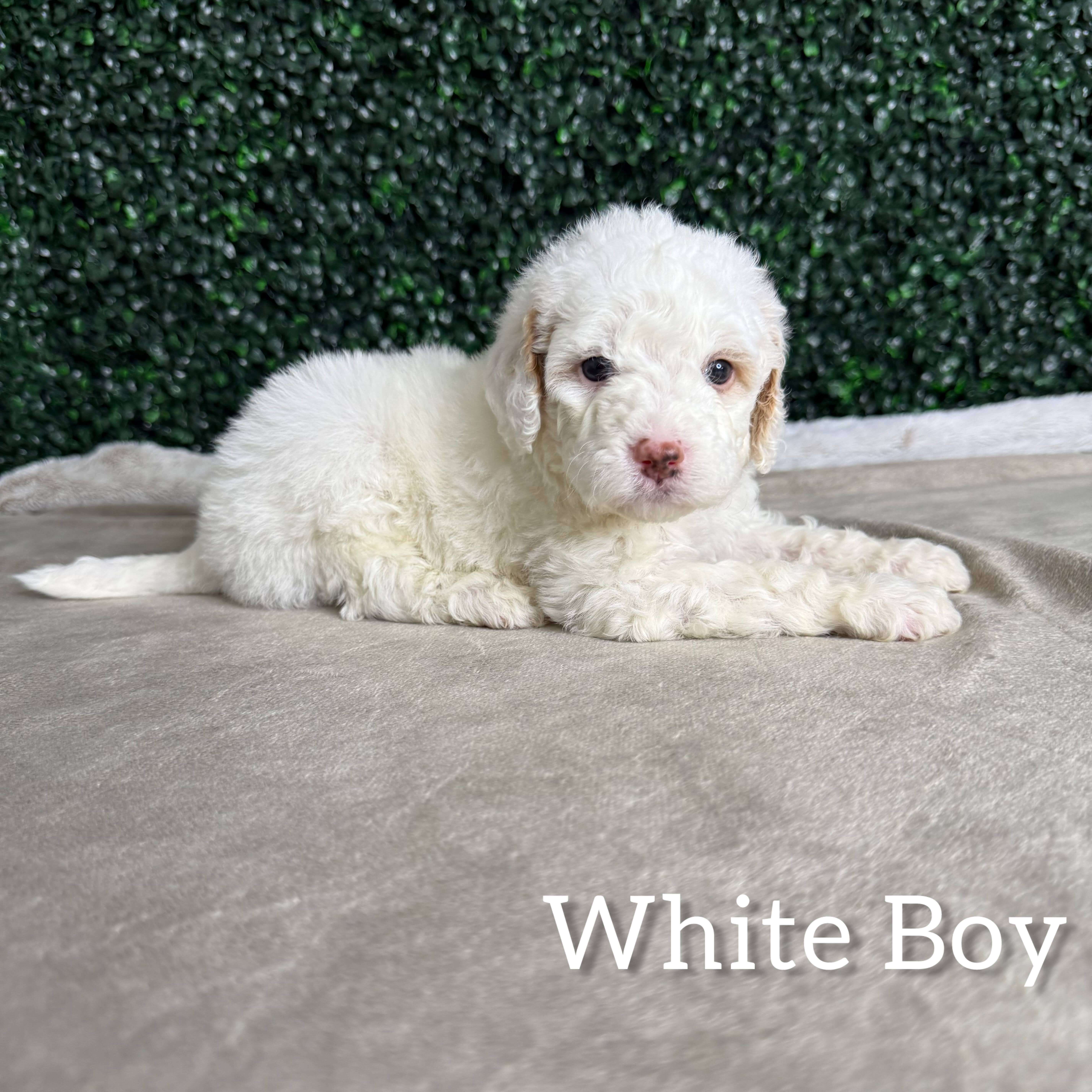 White Boy Australian Goldendoodle (MB)
