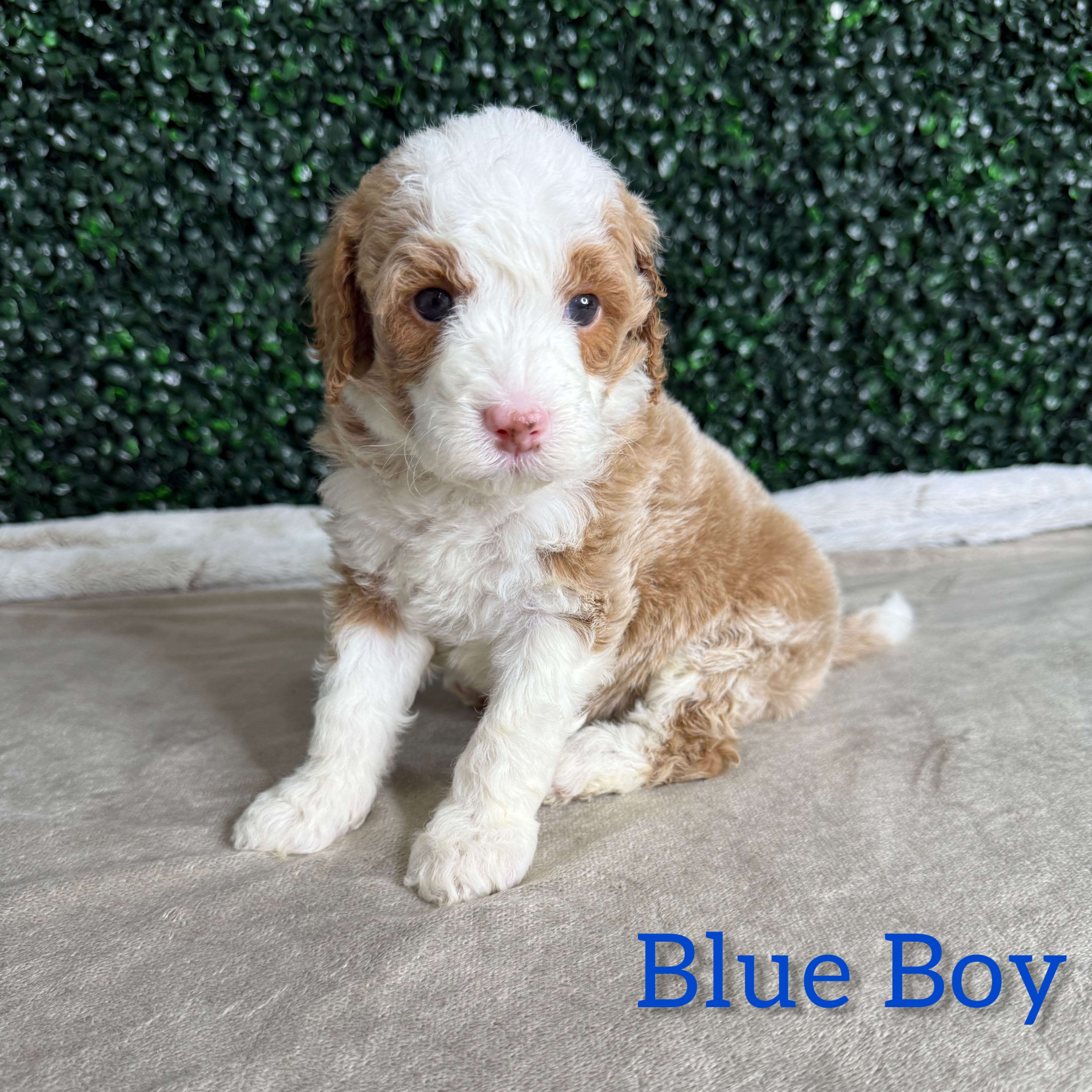 Blue Boy Australian Goldendoodle (MB)