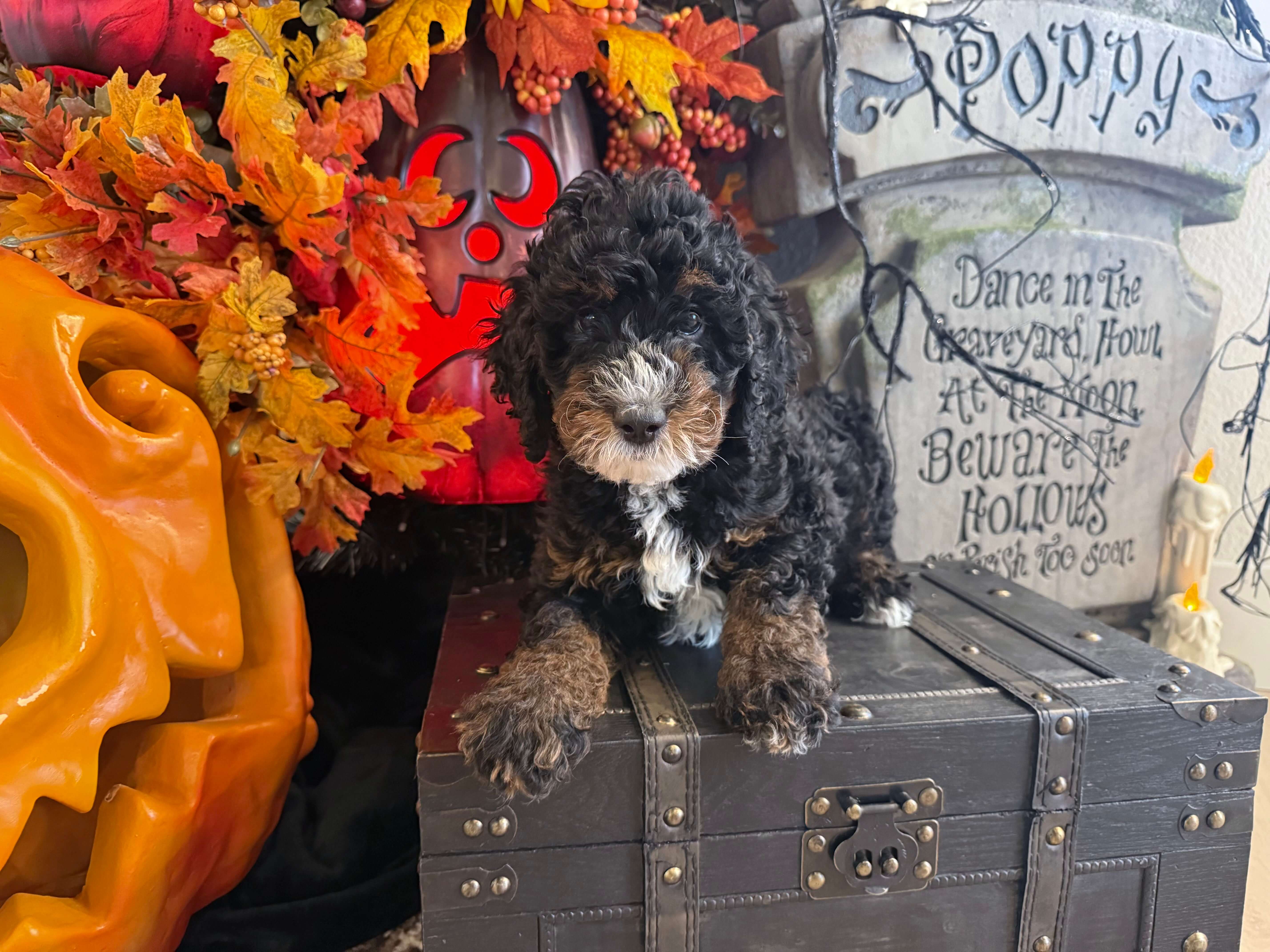 Red Boy Bernedoodle (BB)