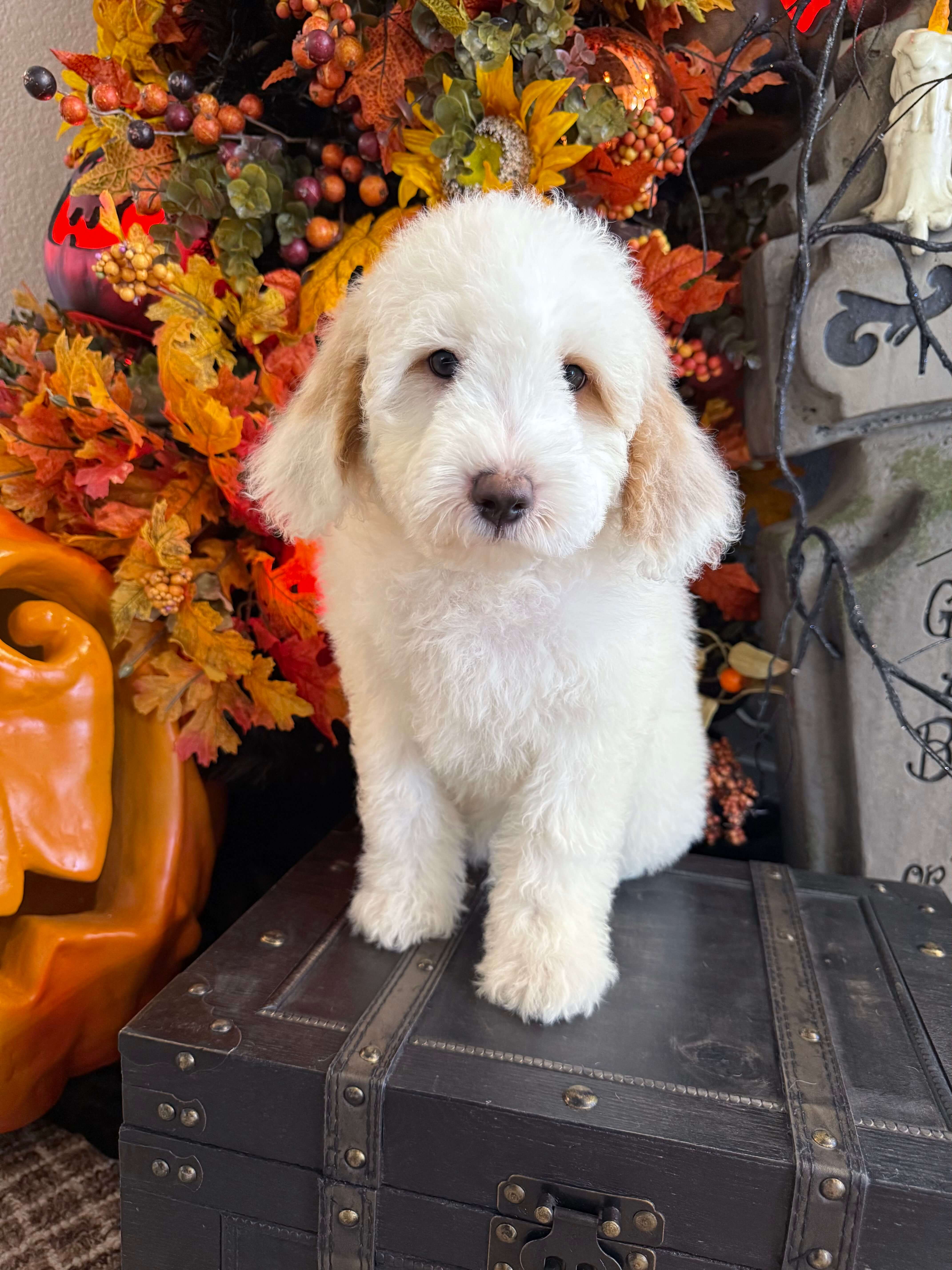 White Boy Australian Goldendoodle (MB)