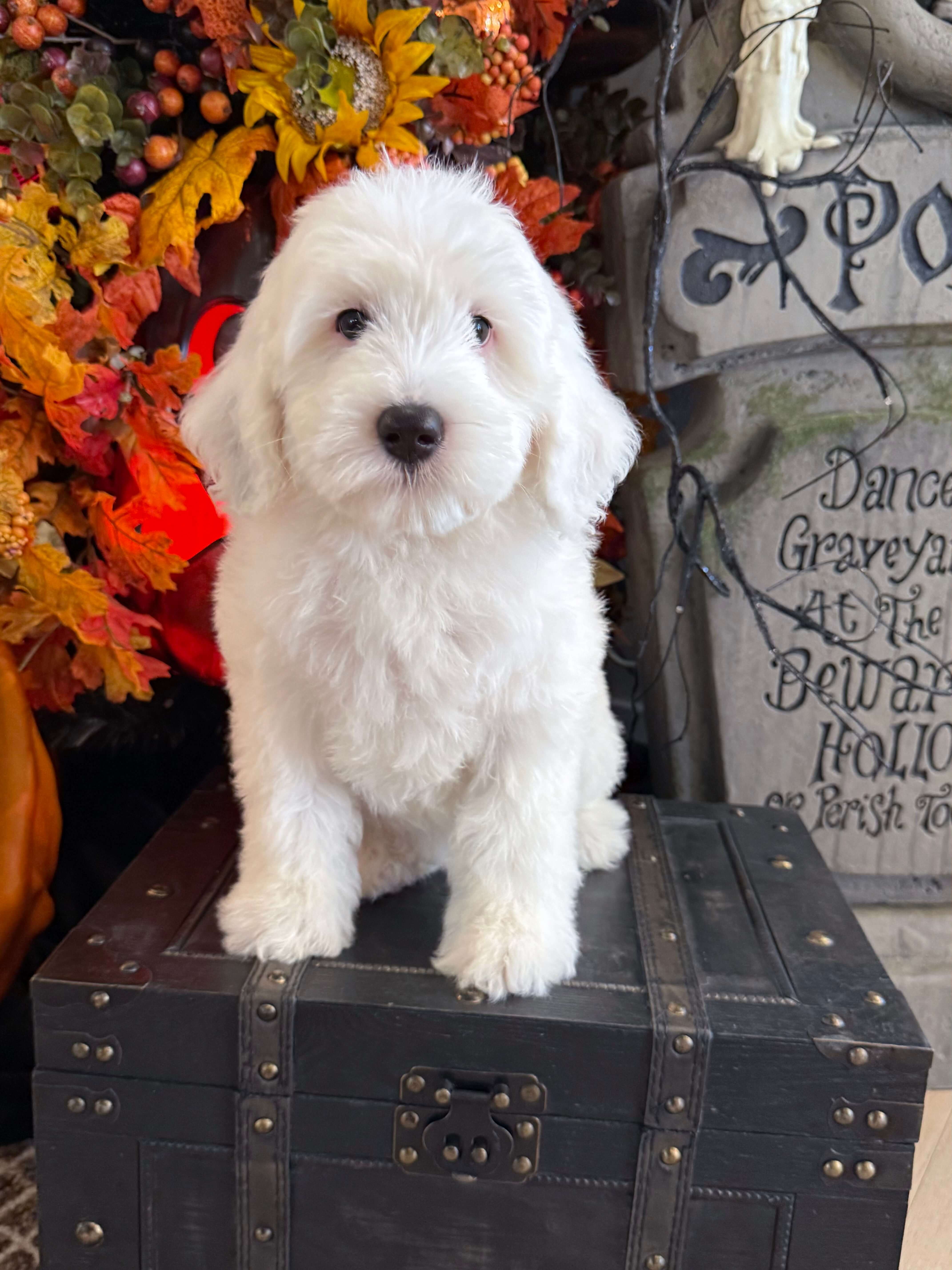 Pink Girl Australian Goldendoodle (MB)