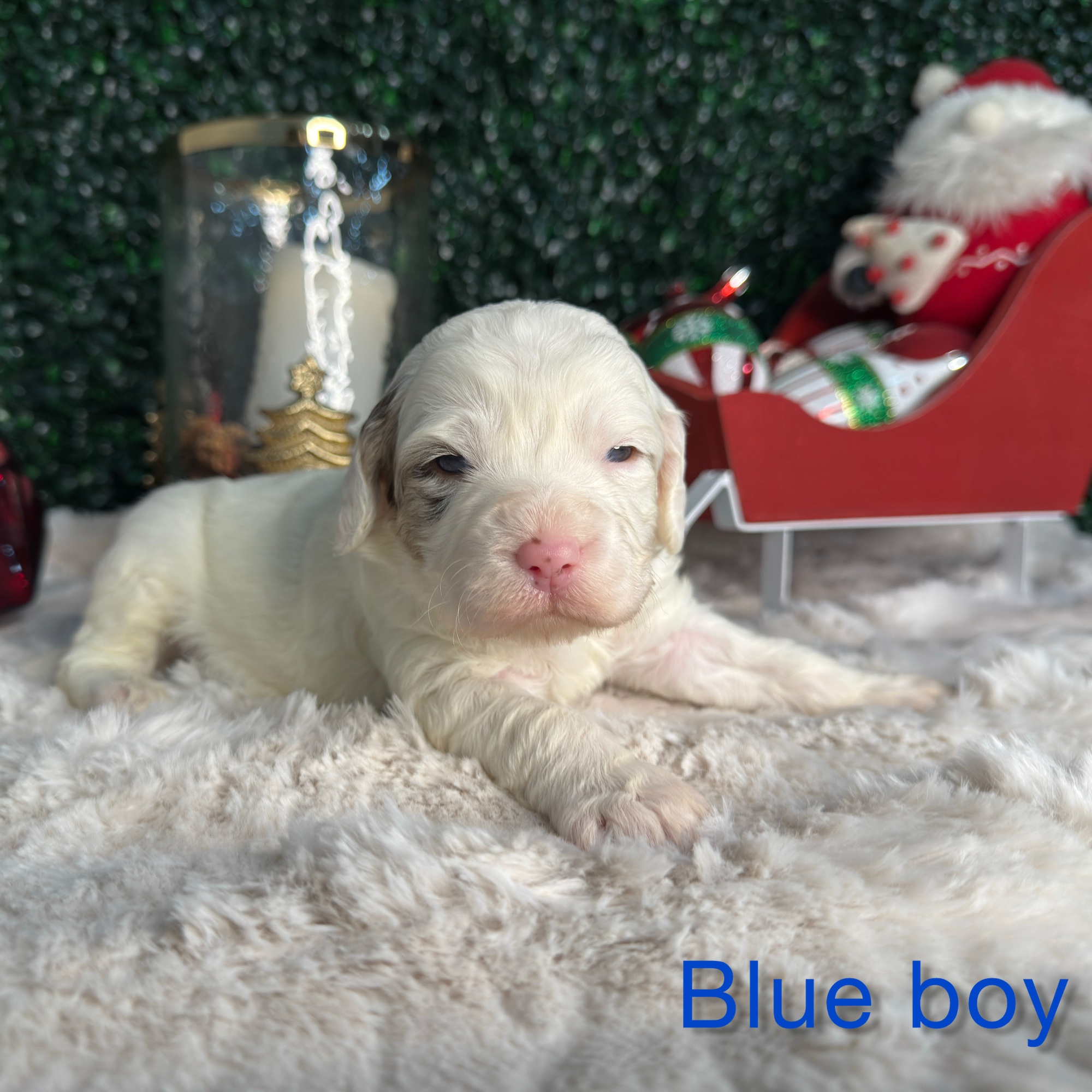 Lola+Levi: Multigen Bernedoodle