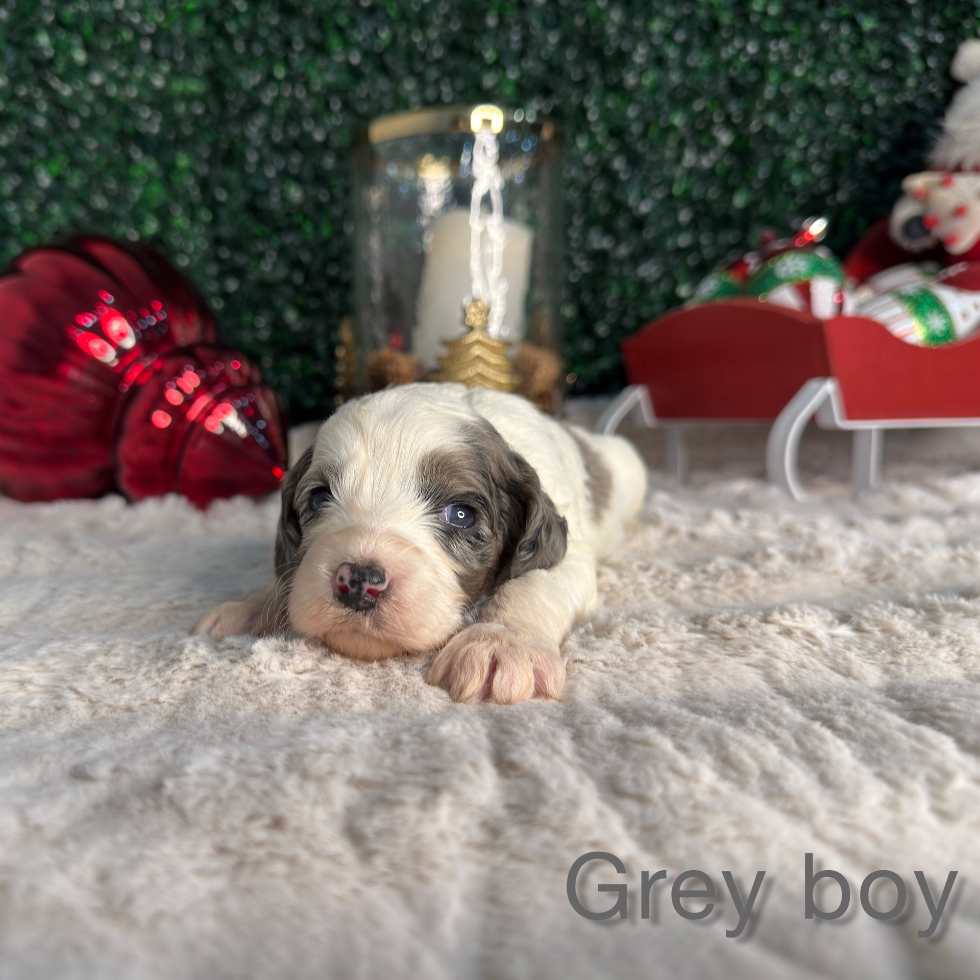 Grey Boy Multigen Bernedoodle (LL)