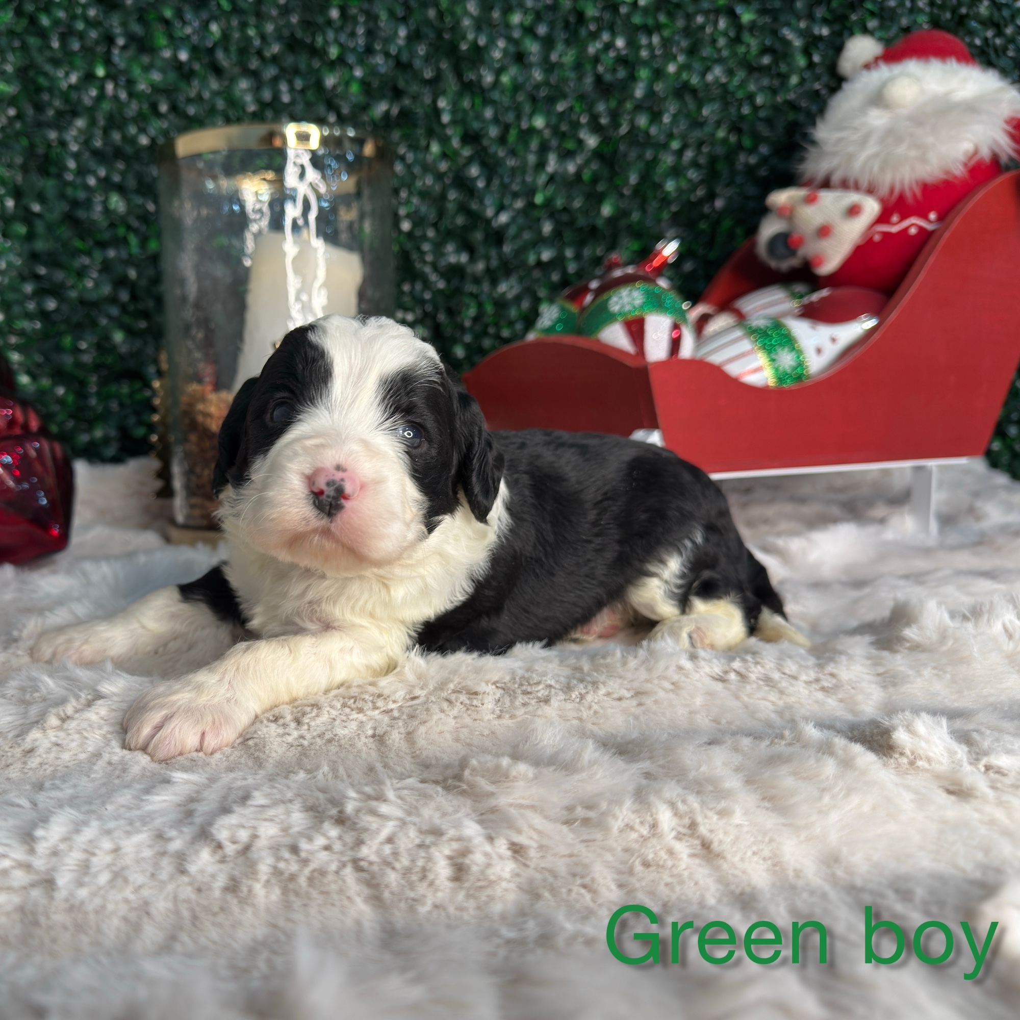 Green Boy Multigen Bernedoodle (LL)