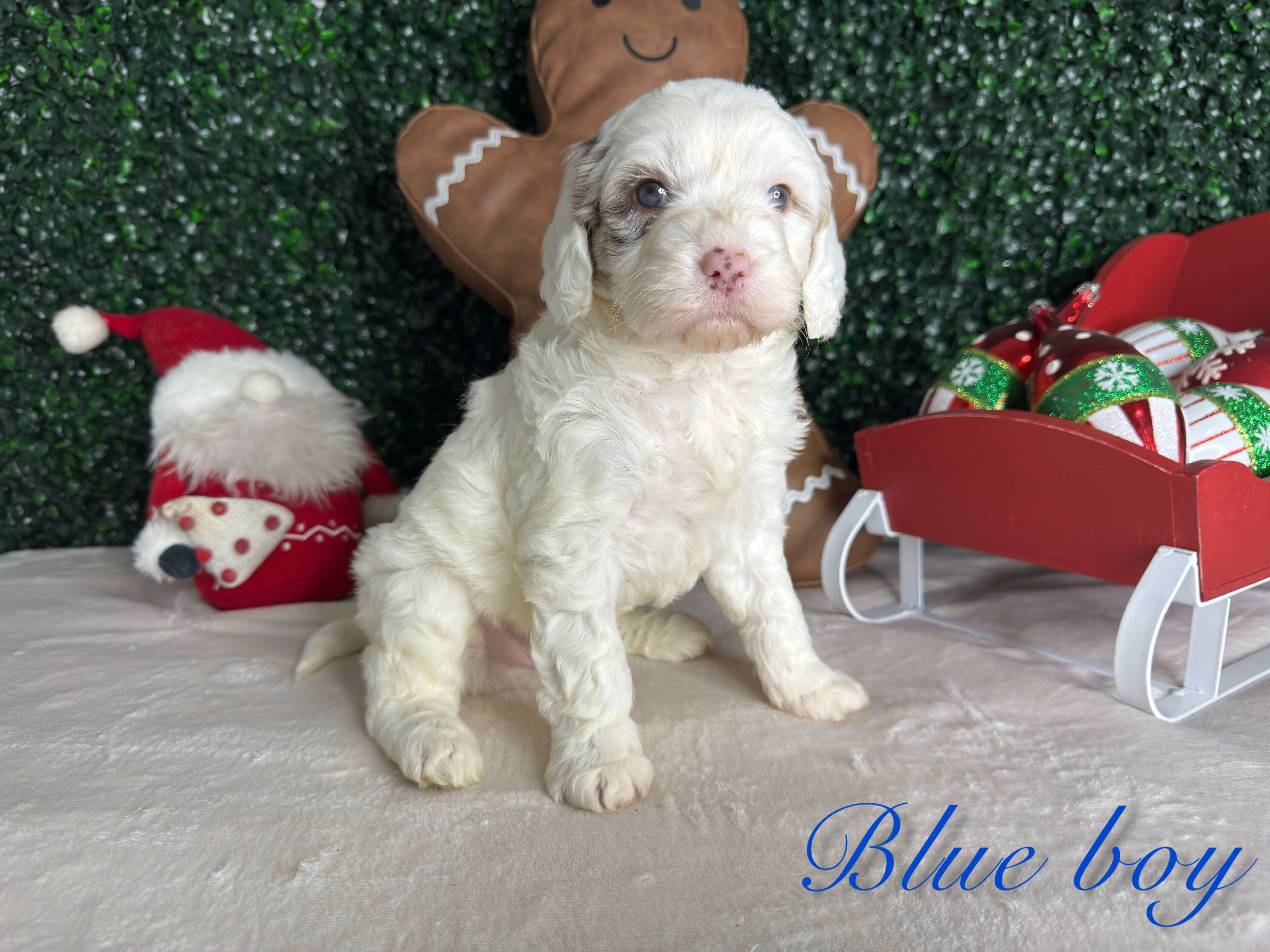 Blue Boy Australian Bernedoodle (LL)