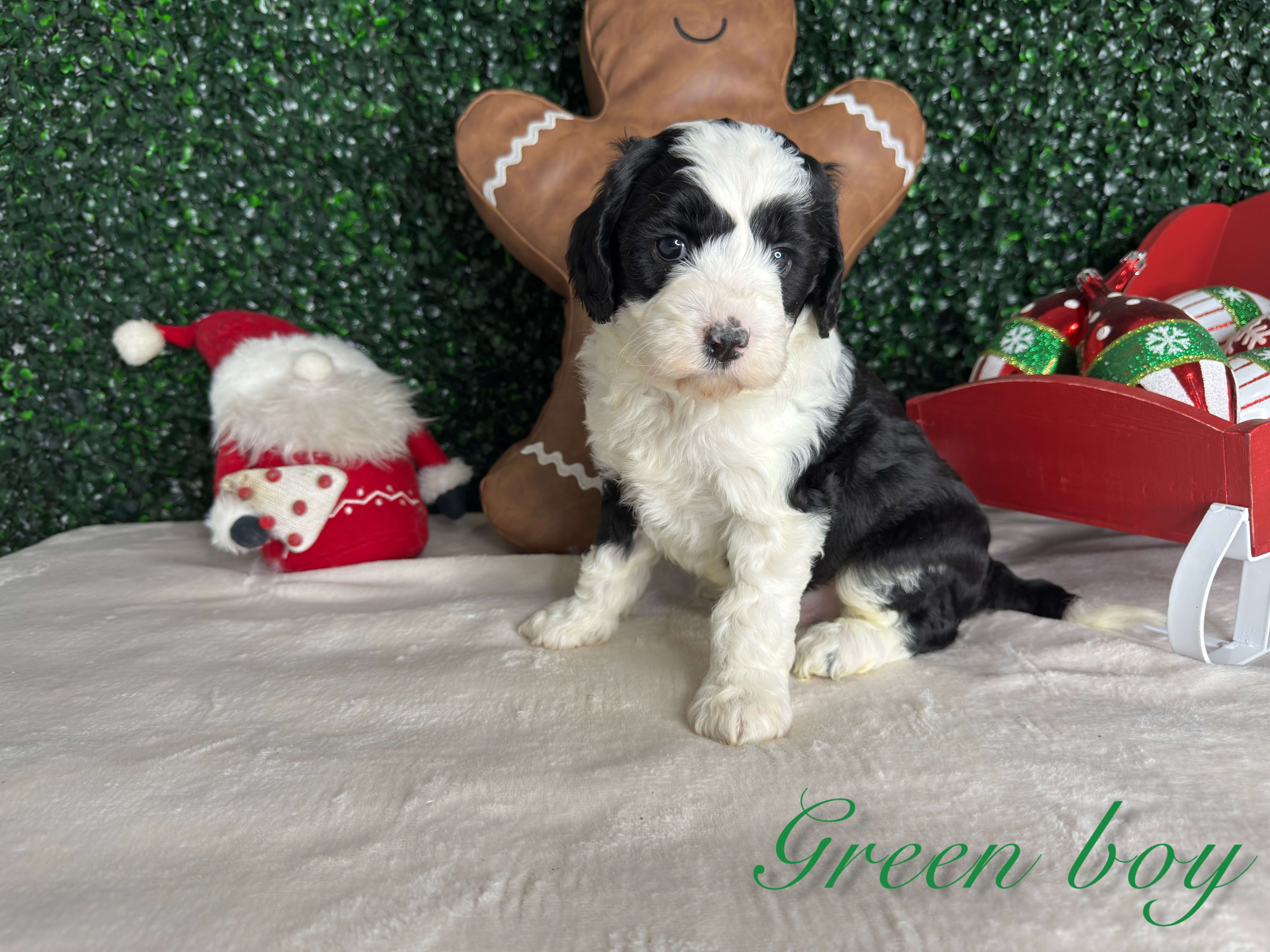 Green Boy Australian Bernedoodle (LL)