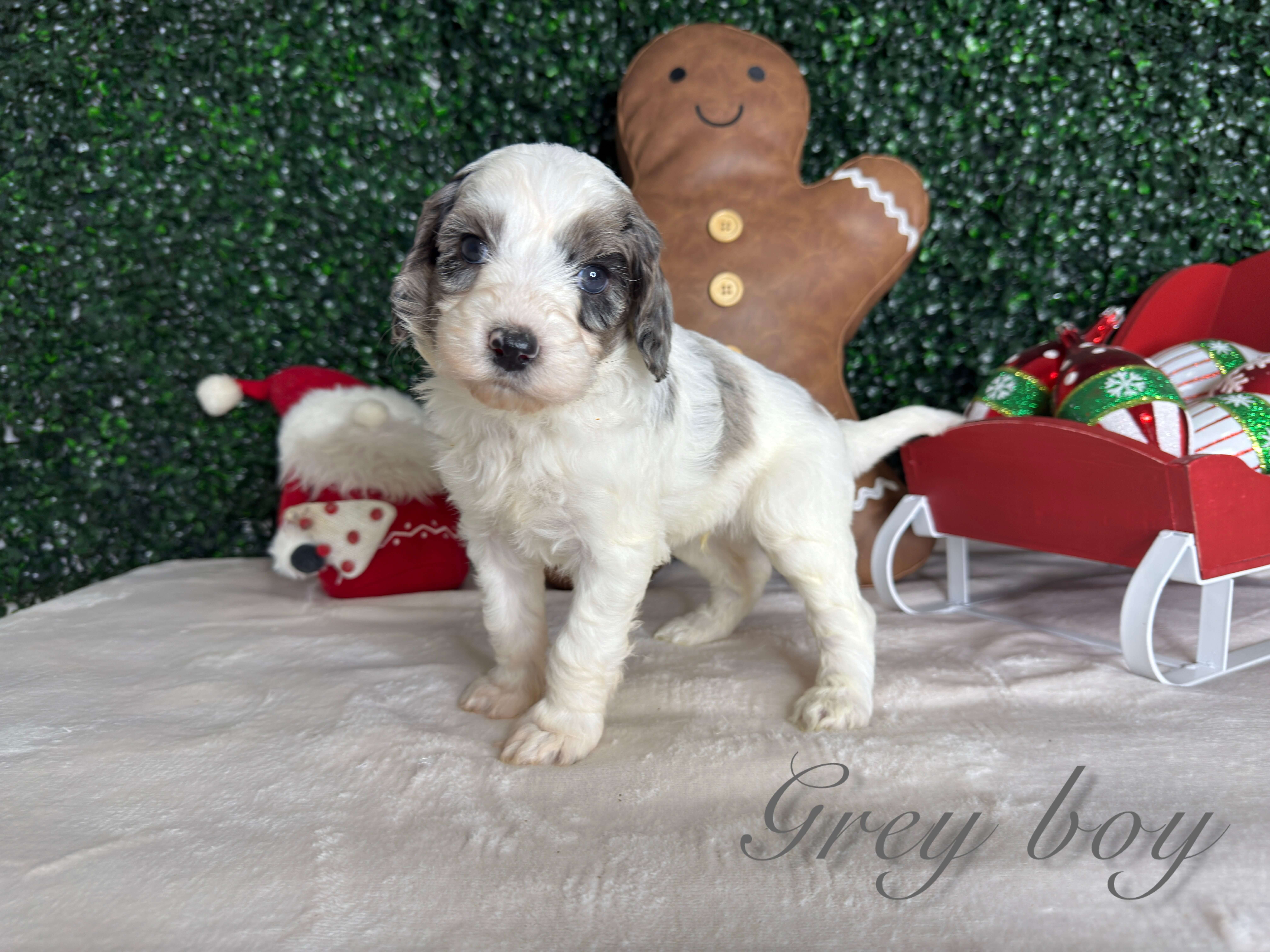 Grey Boy Australian Bernedoodle (LL)