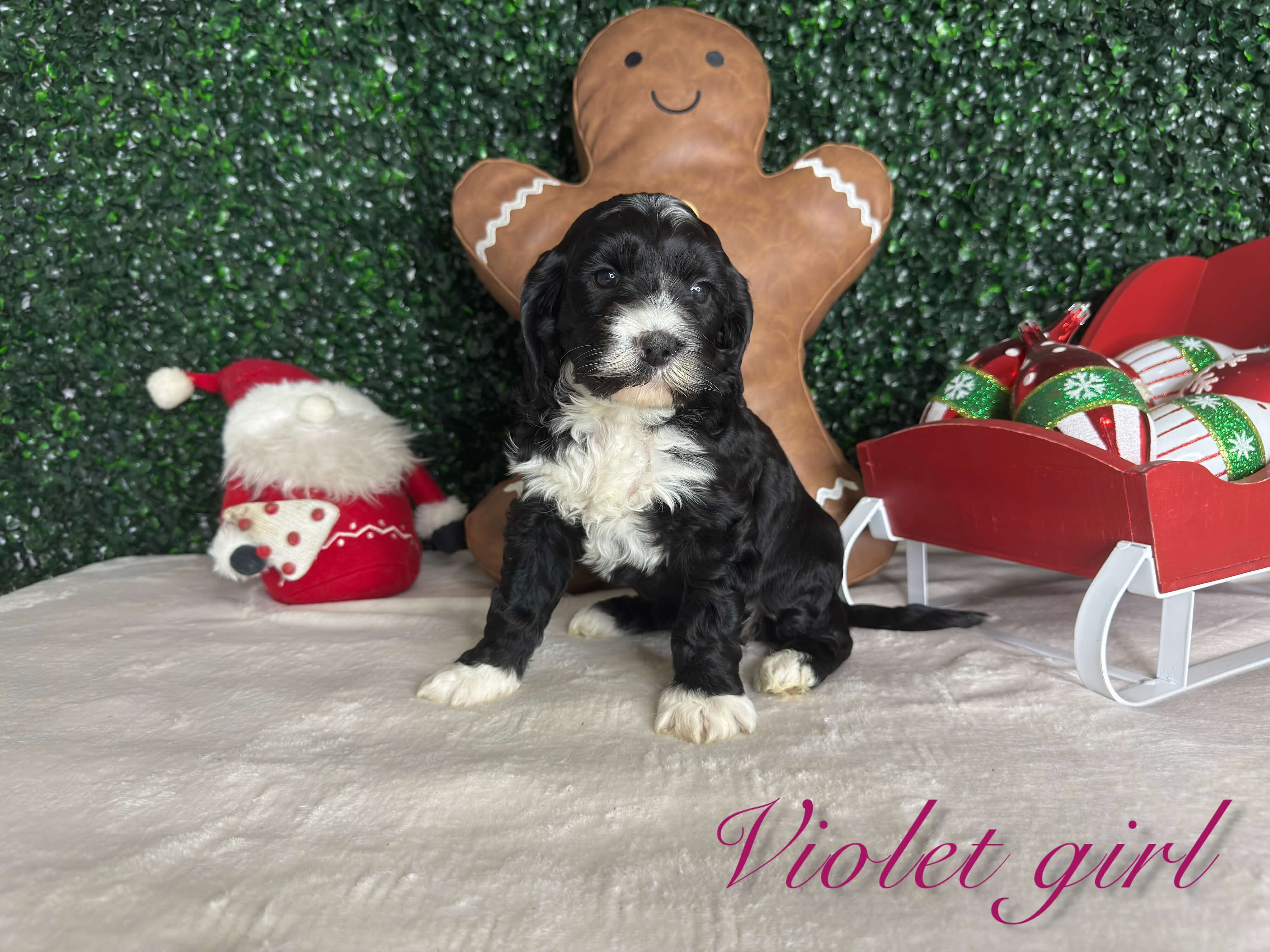 Violet Girl Australian Bernedoodle (LL)
