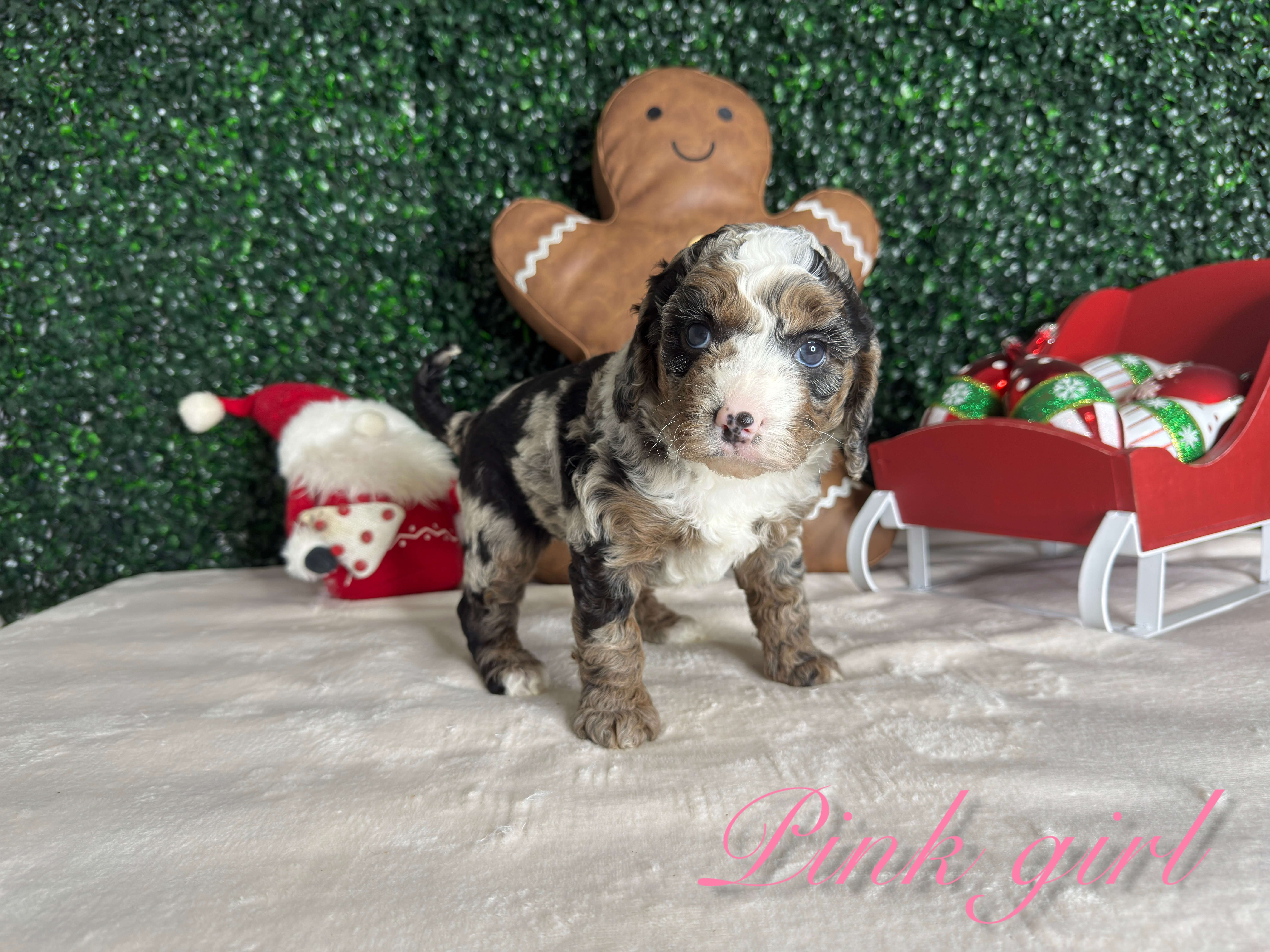 Pink Girl Australian Bernedoodle (LL)