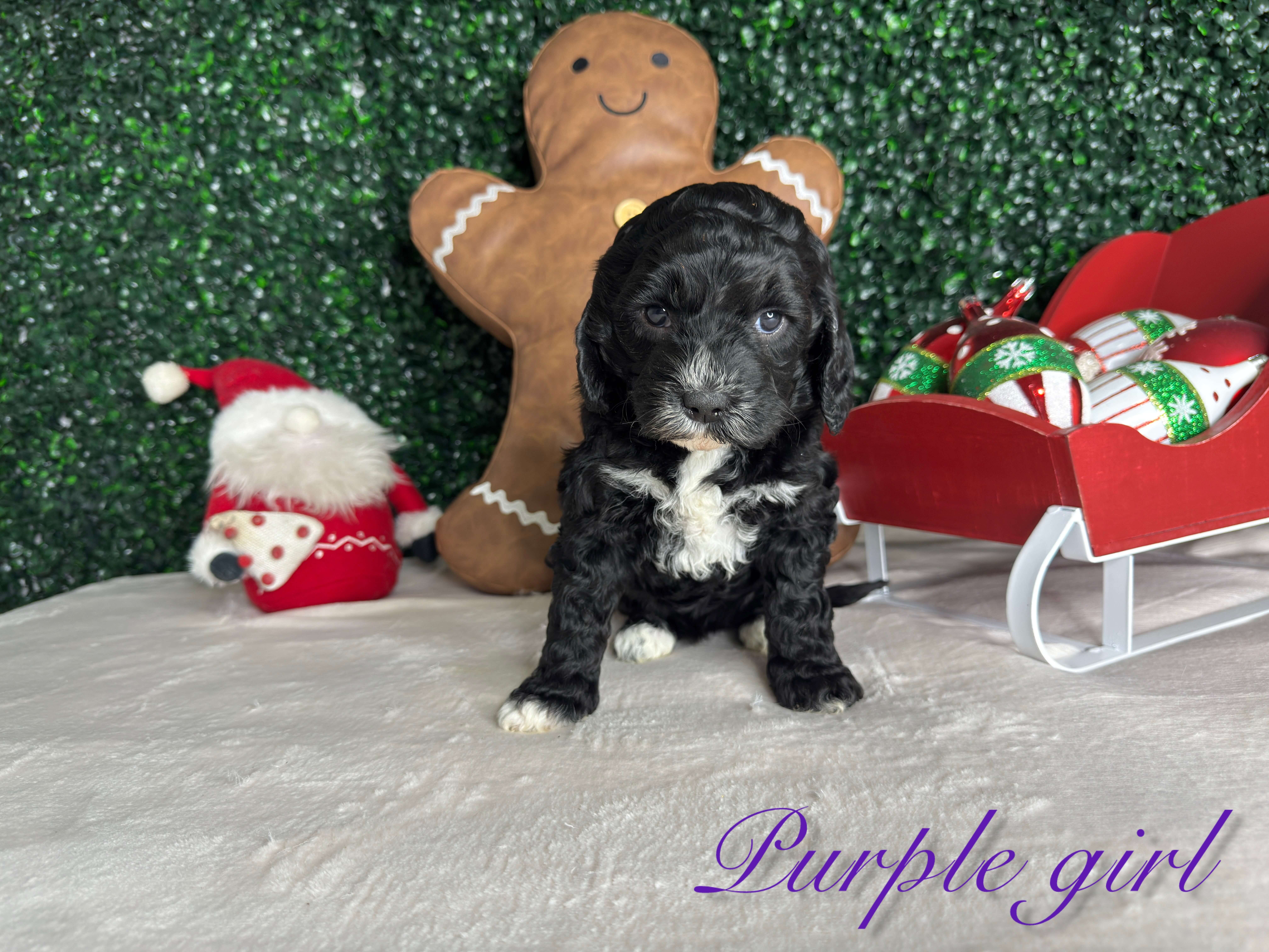 Purple Girl Australian Bernedoodle (LL) 