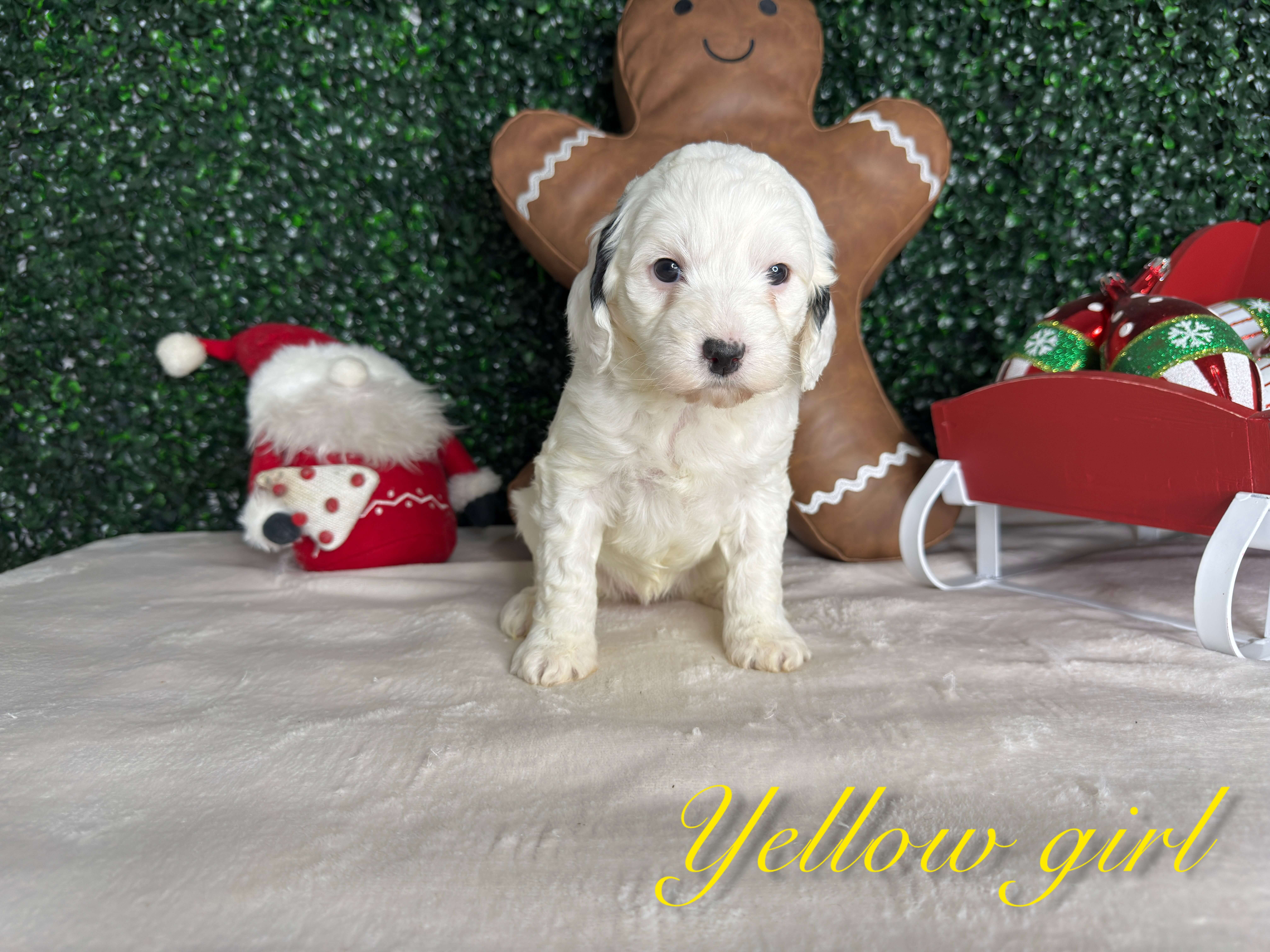 Yellow Girl Australian Bernedoodle (LL)