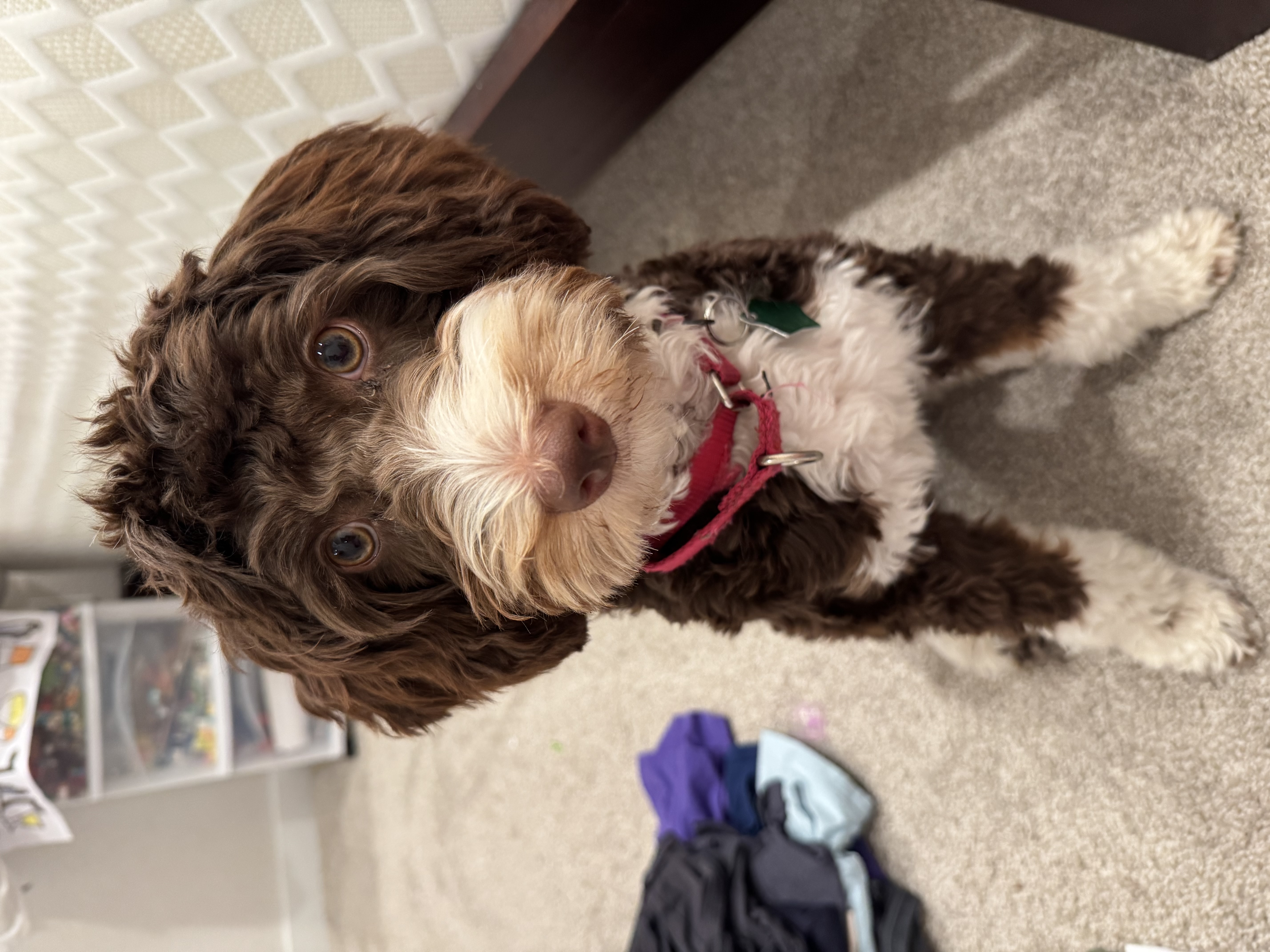 rebel australian bernedoodle