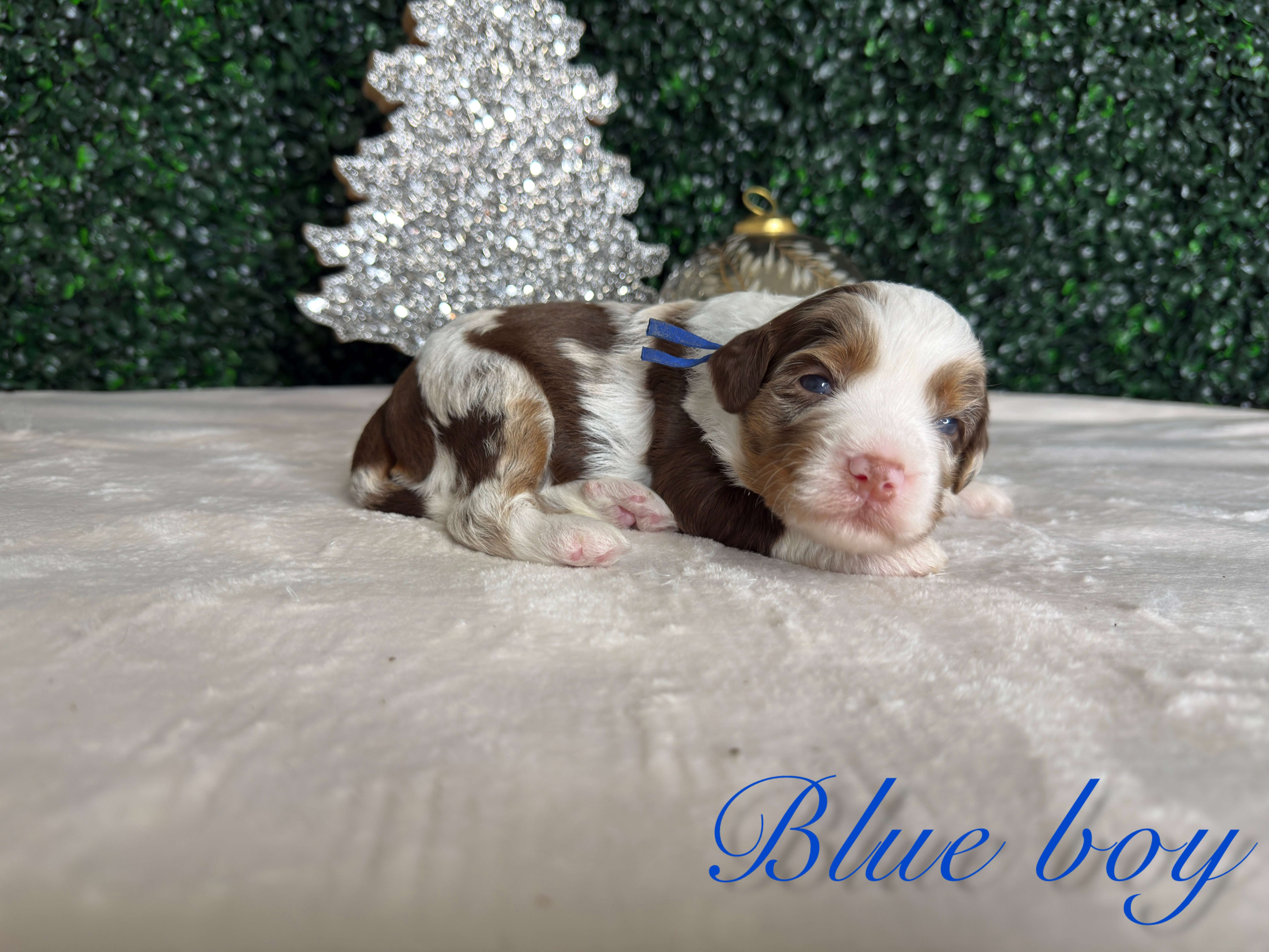 Blue Boy Australian Bernedoodle (RL)