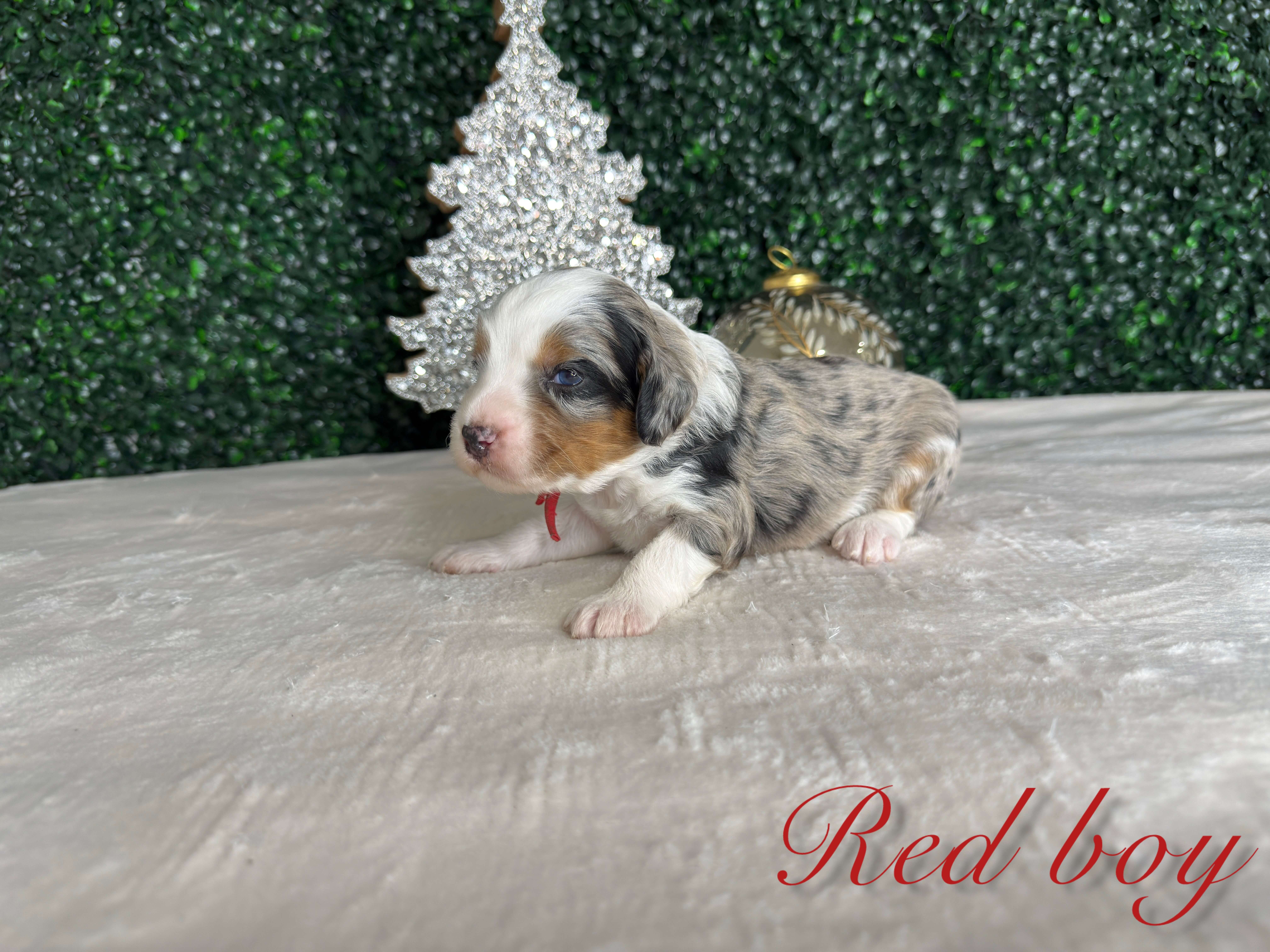 Red Boy Australian Bernedoodle (RL)