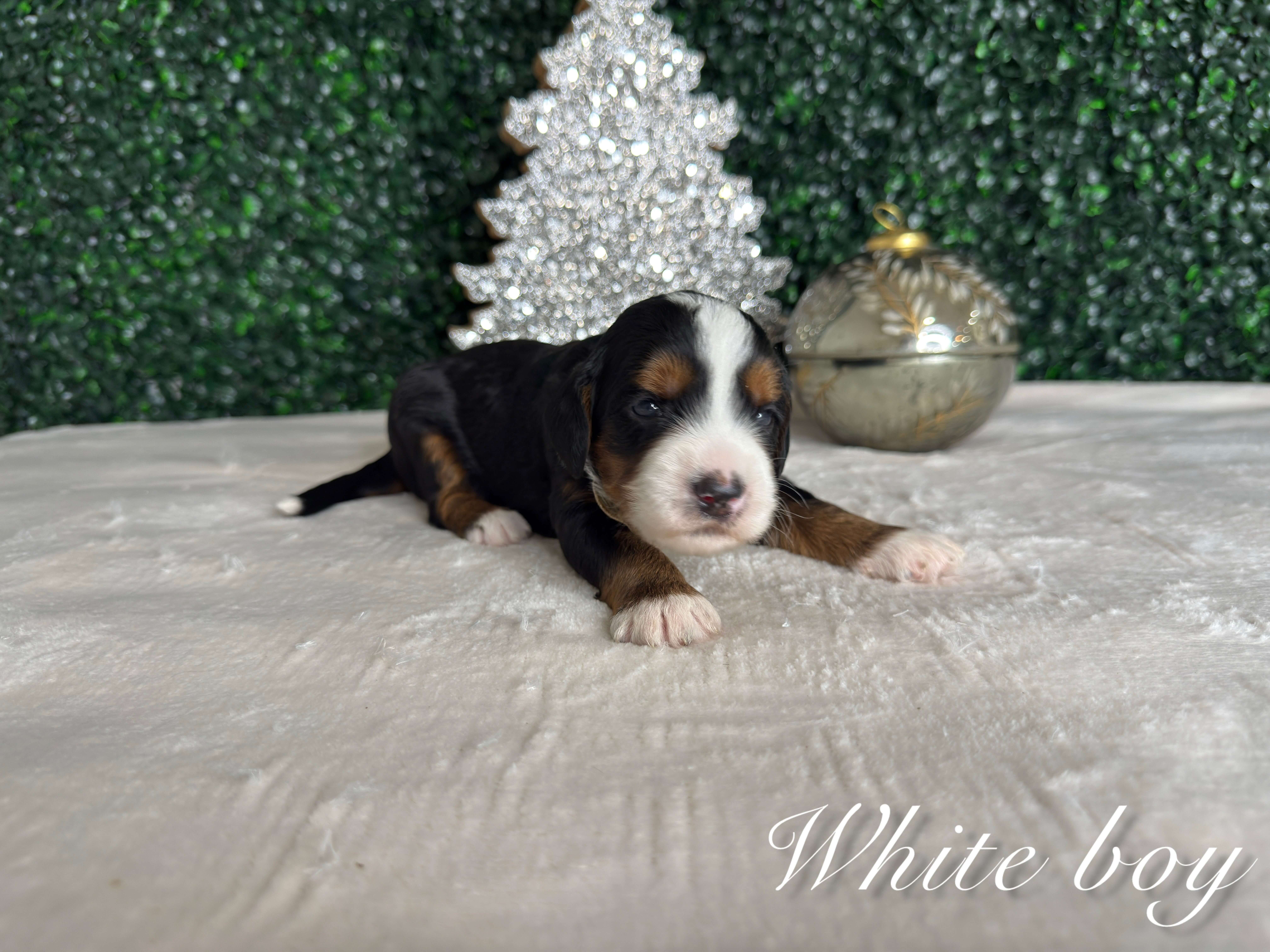 White Boy Australian Bernedoodle (RL)