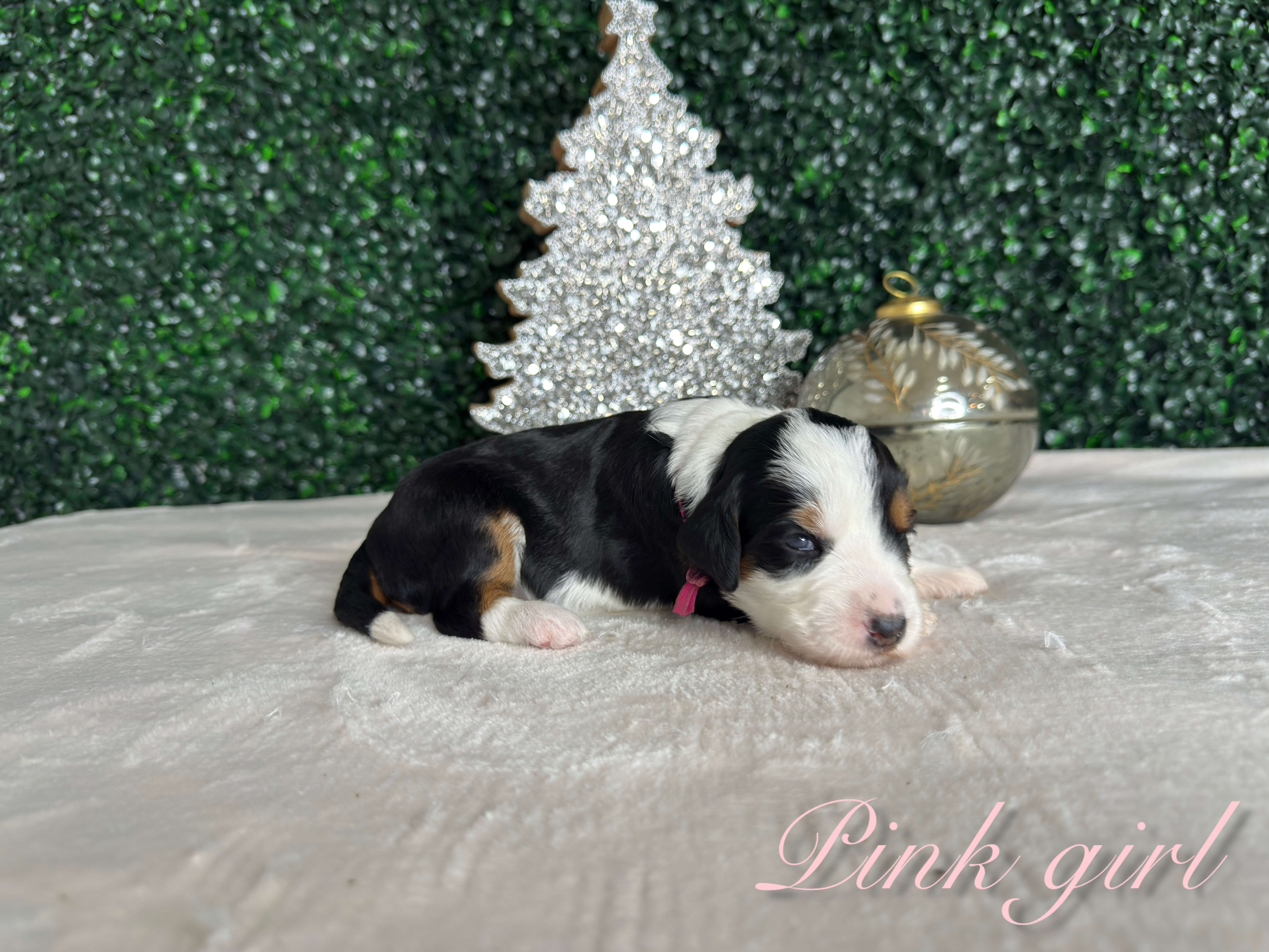 Pink Girl Australian Bernedoodle (RL)