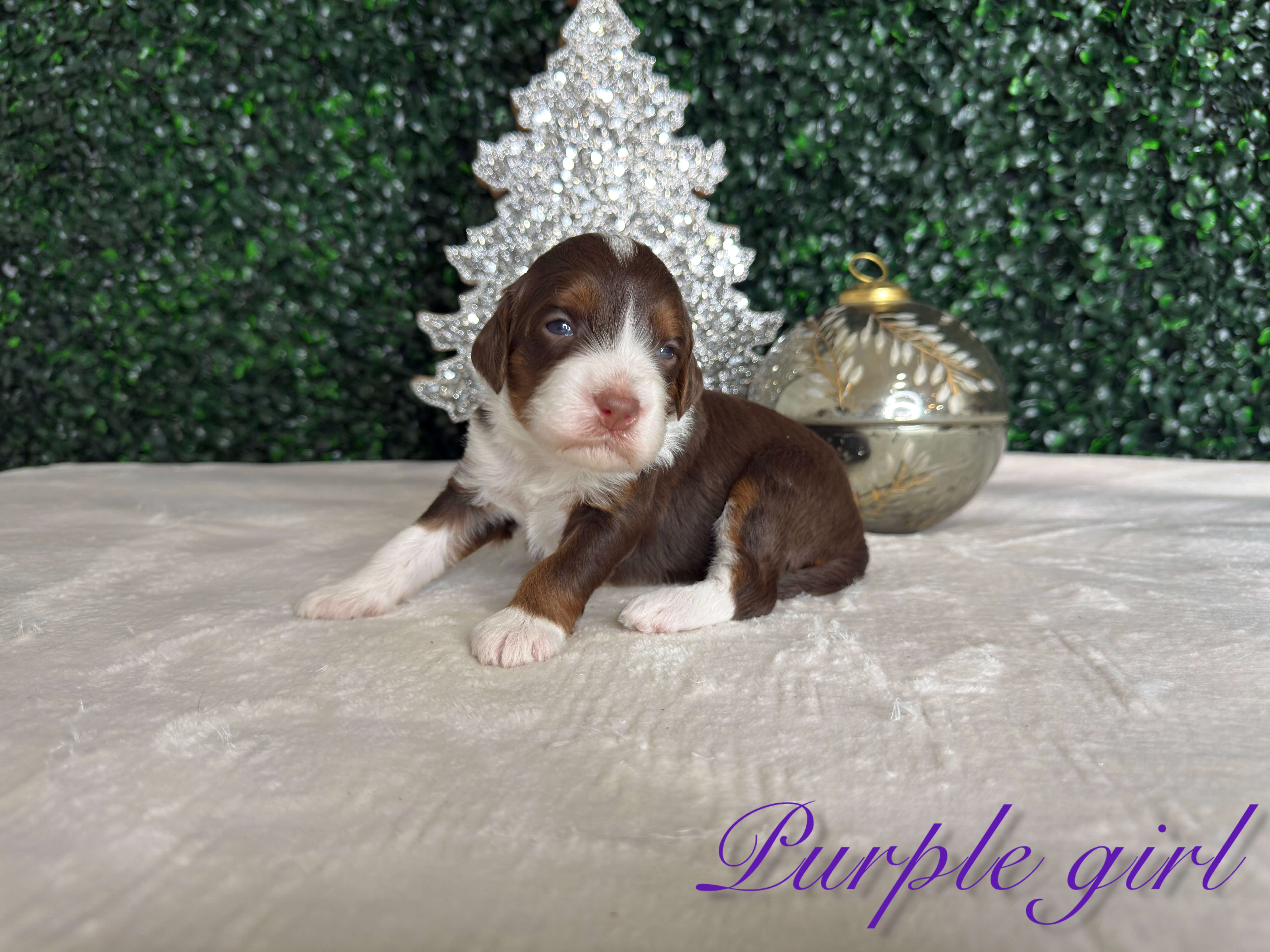 Purple Girl Australian Bernedoodle (RL)