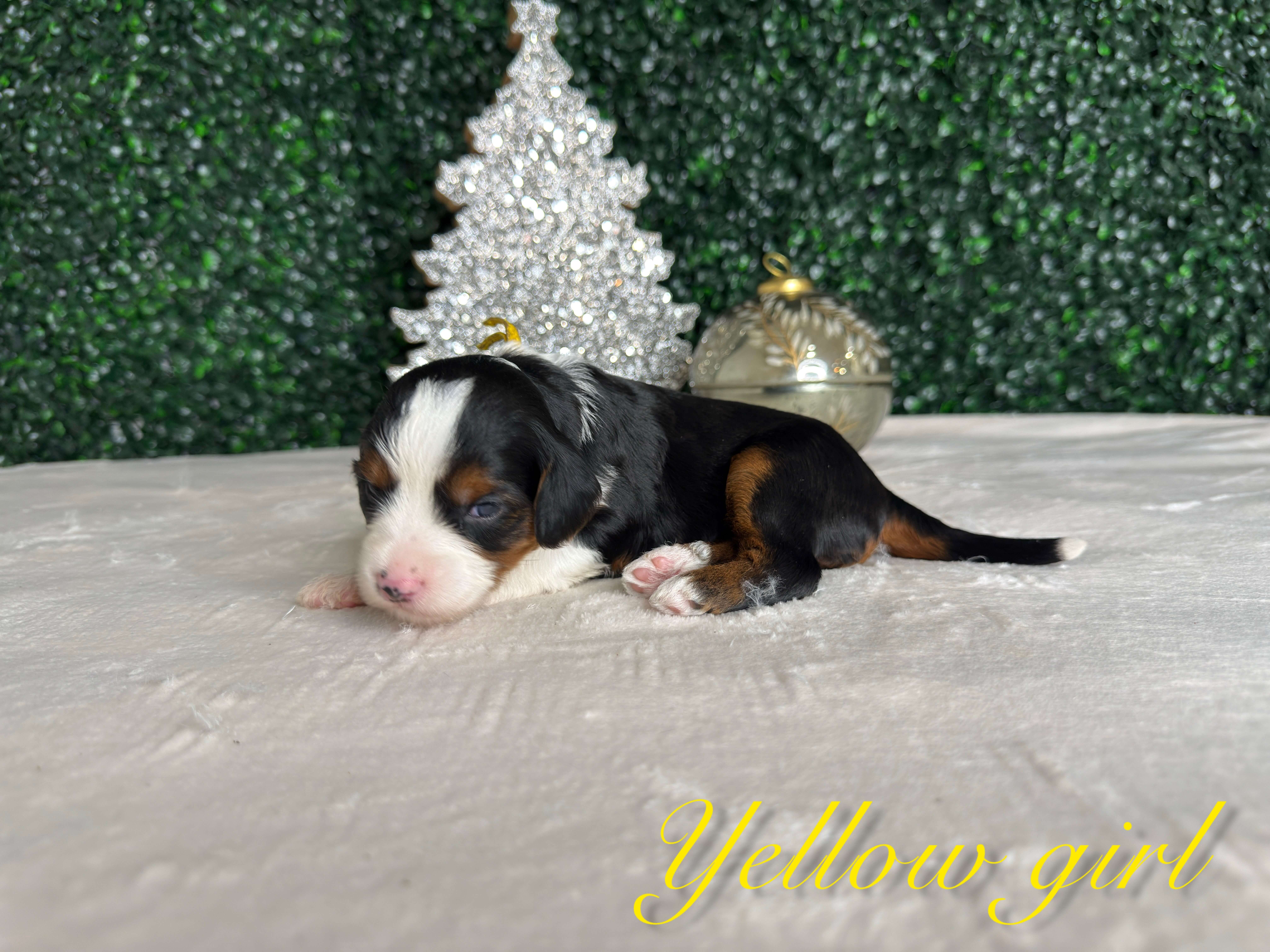 Yellow Girl Australian Bernedoodle (RL) 